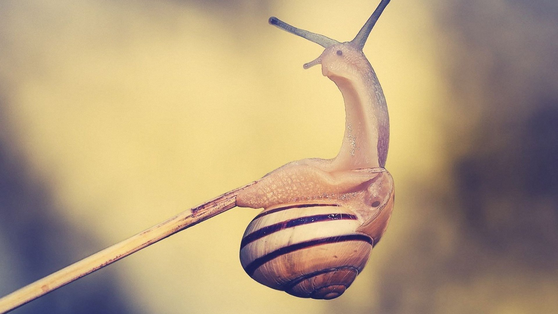 萌宠 小蜗牛 呆萌 可爱 宽屏