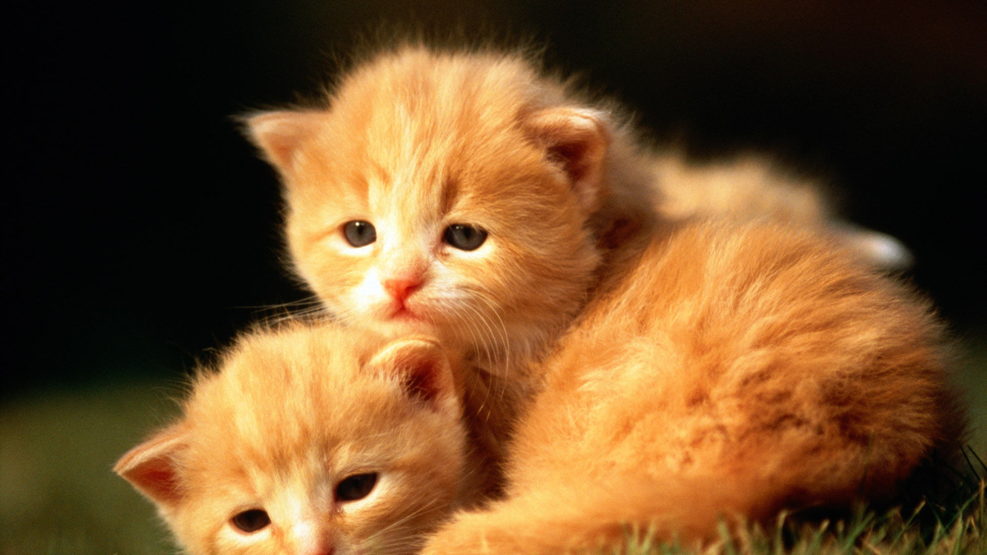 萌宠 喵星人 猫咪 呆萌 可爱 宽屏