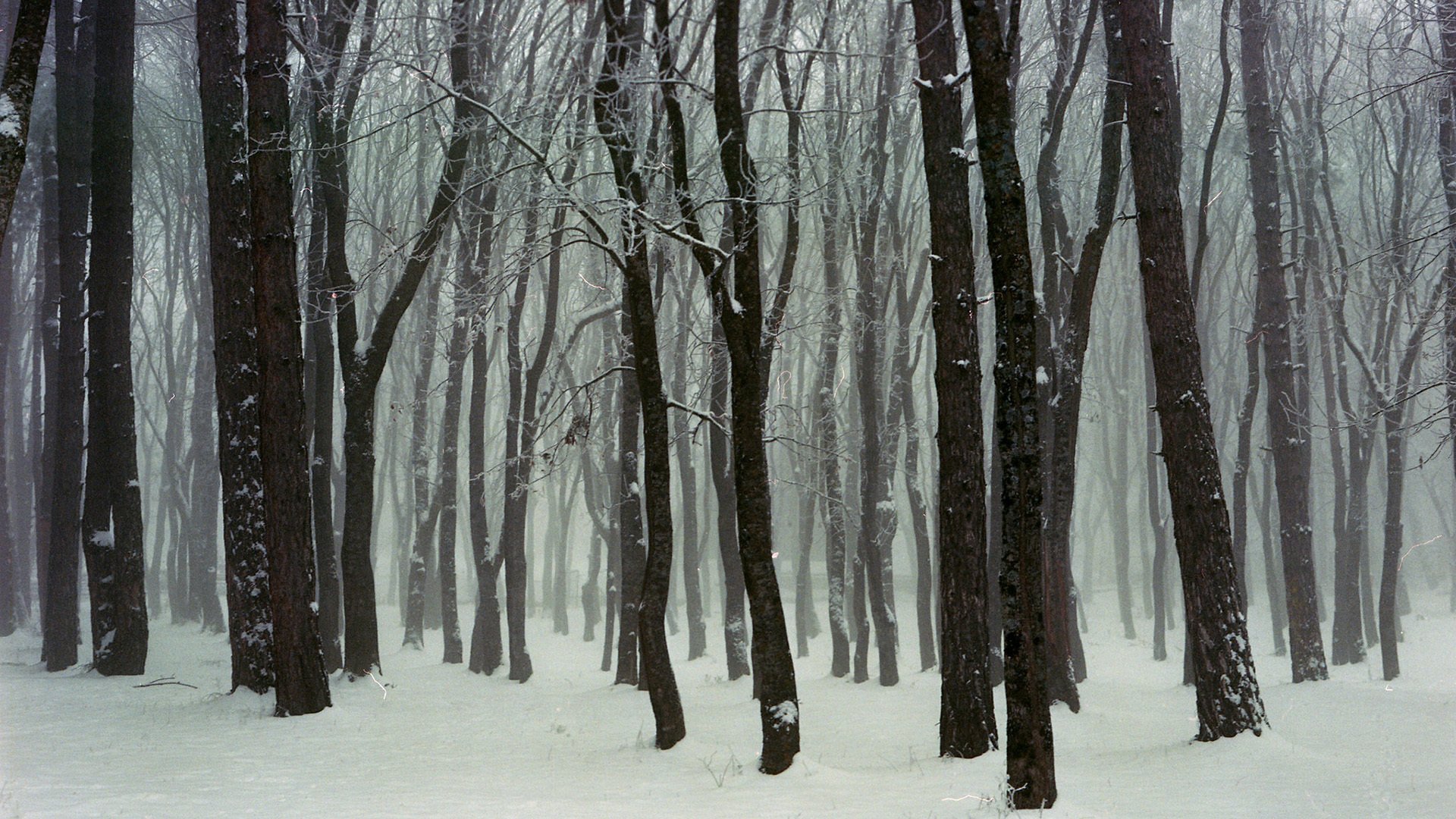 冰天雪地 树林 大雪纷纷 白雪皑皑