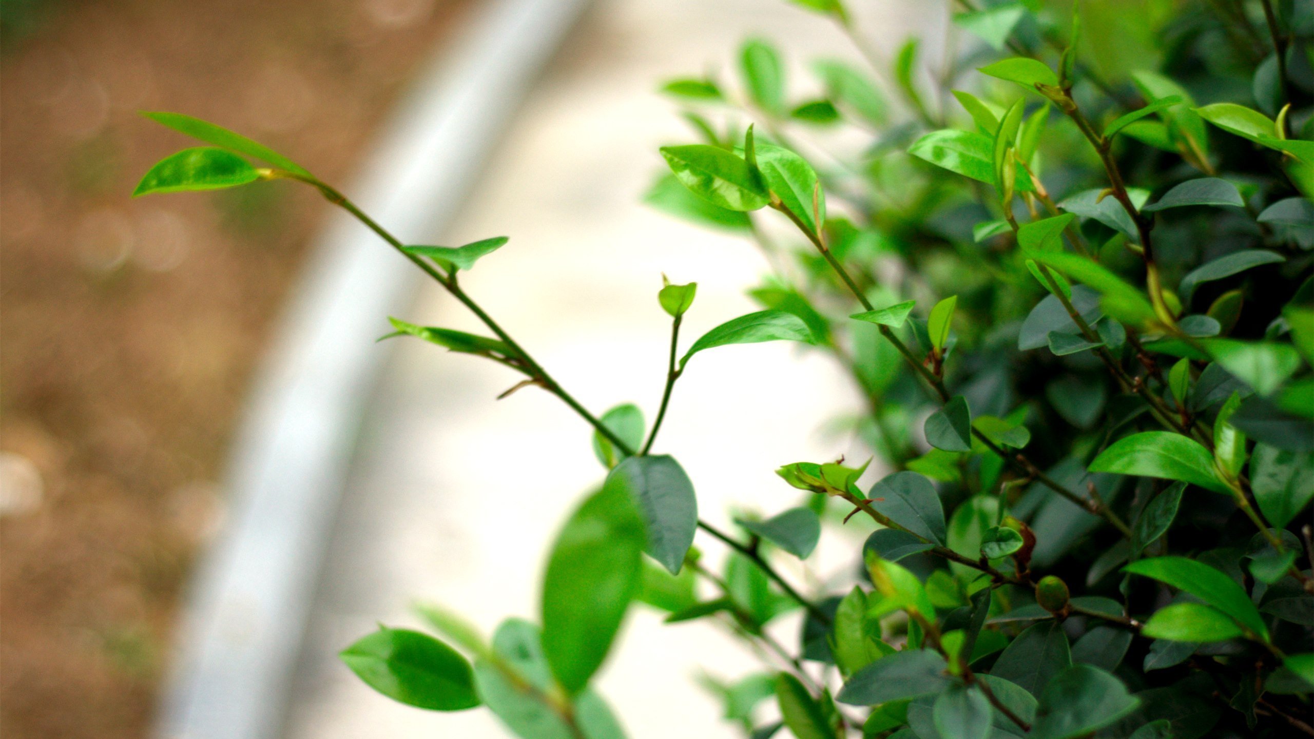 护眼壁纸 树叶 绿叶