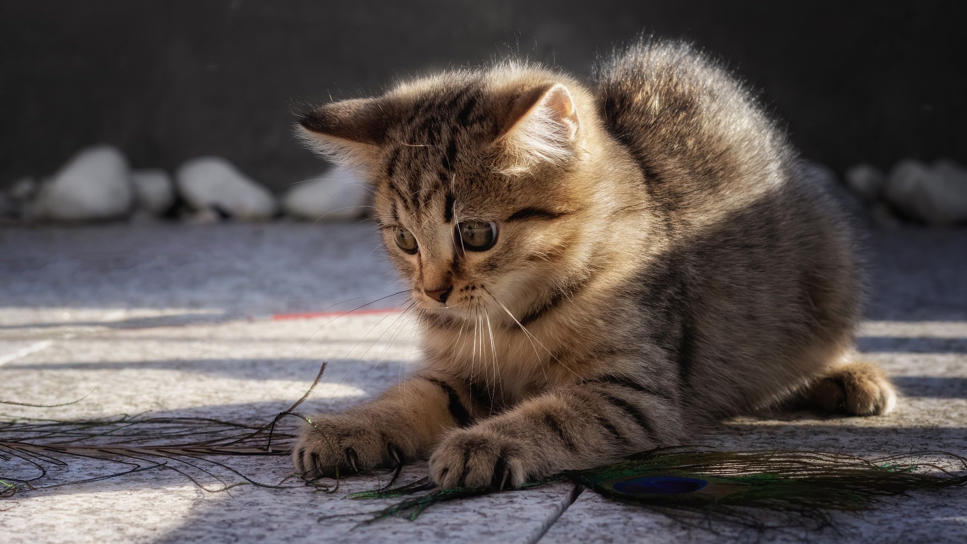 猫星人 猫咪 花猫 玩耍 嬉戏 阳光