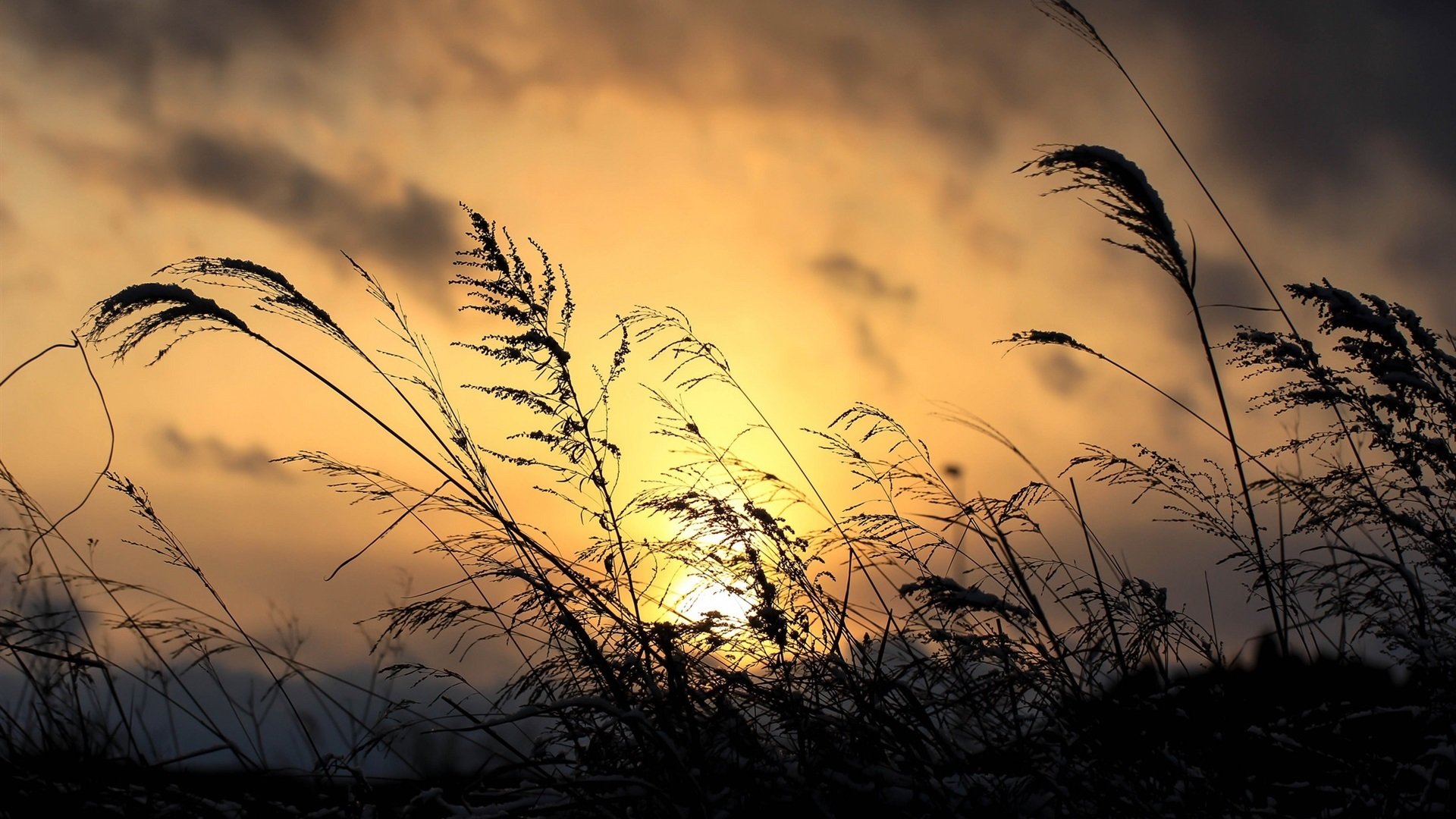 落日余晖 芦苇 光影