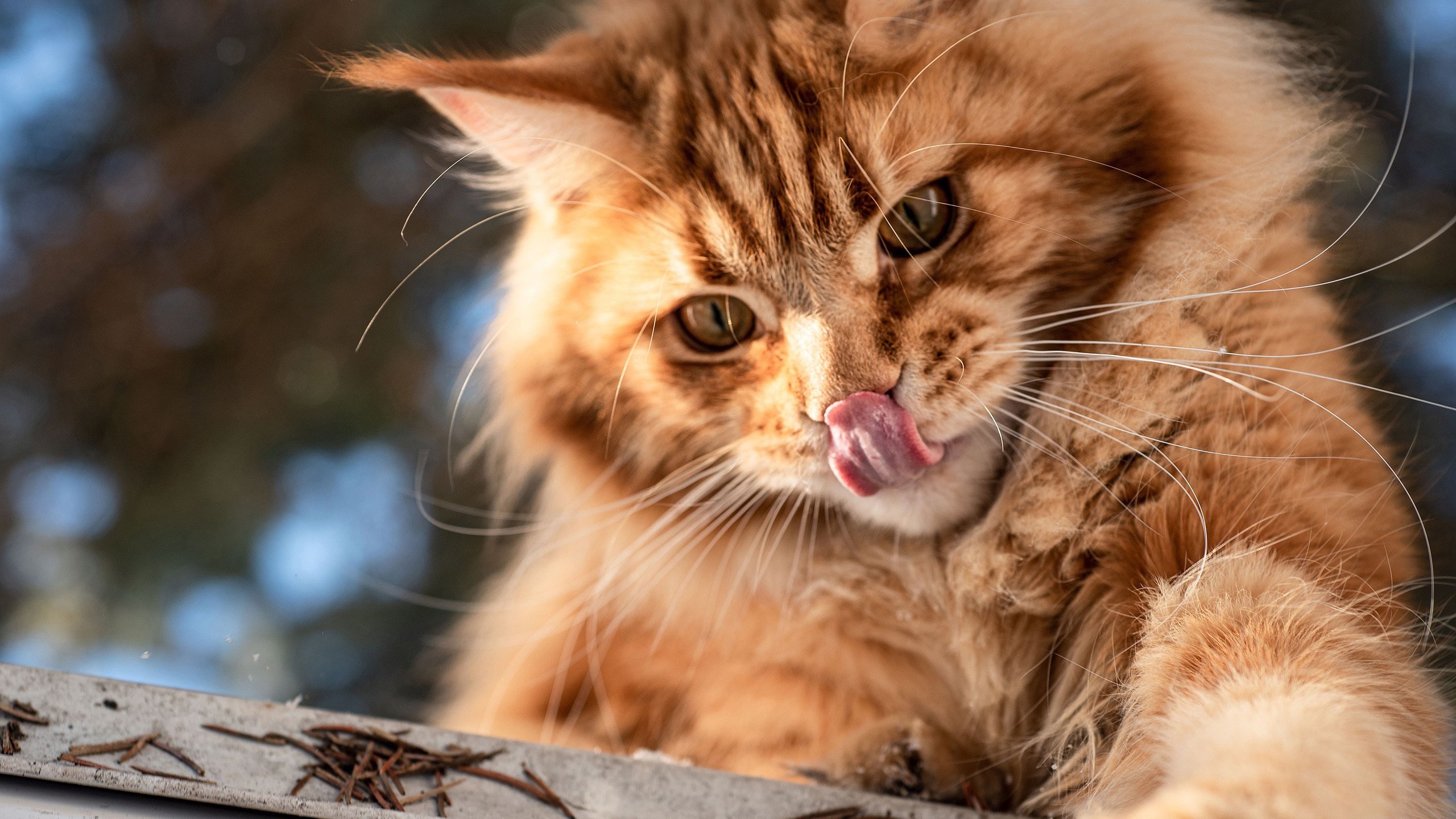 喵星人 舔舌头 大黄猫