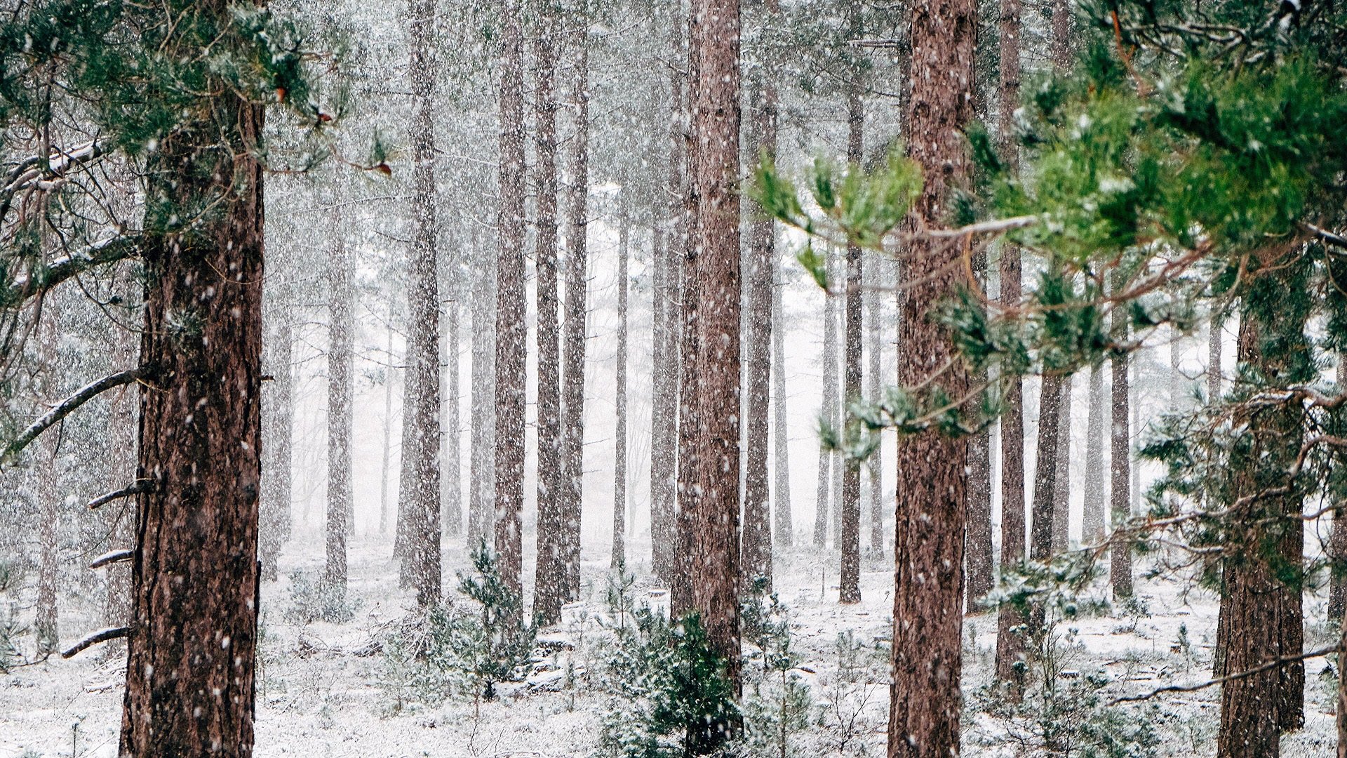 冰天雪地 树林 大雪纷飞