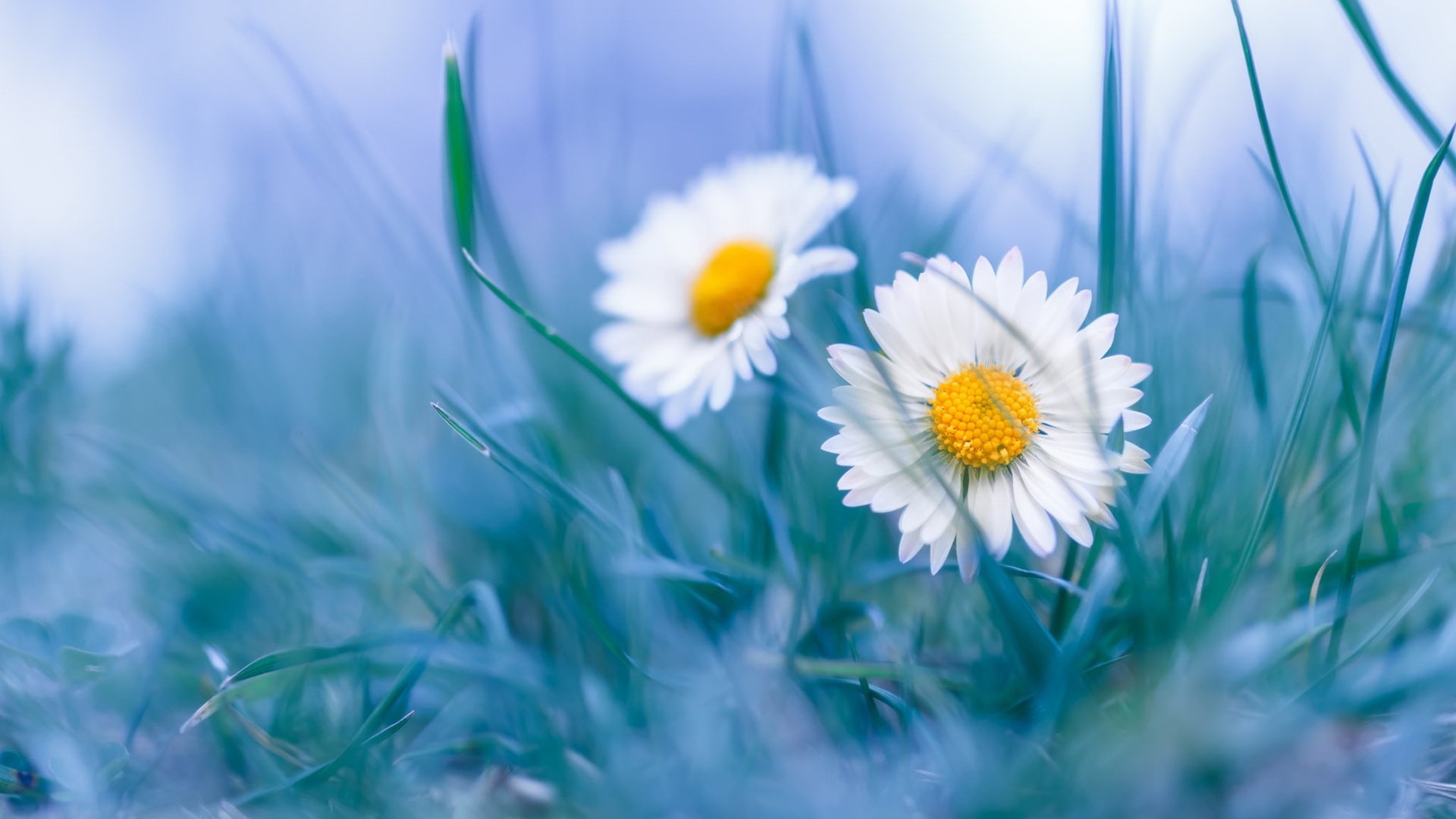 鸟语花香 小野菊 菊花