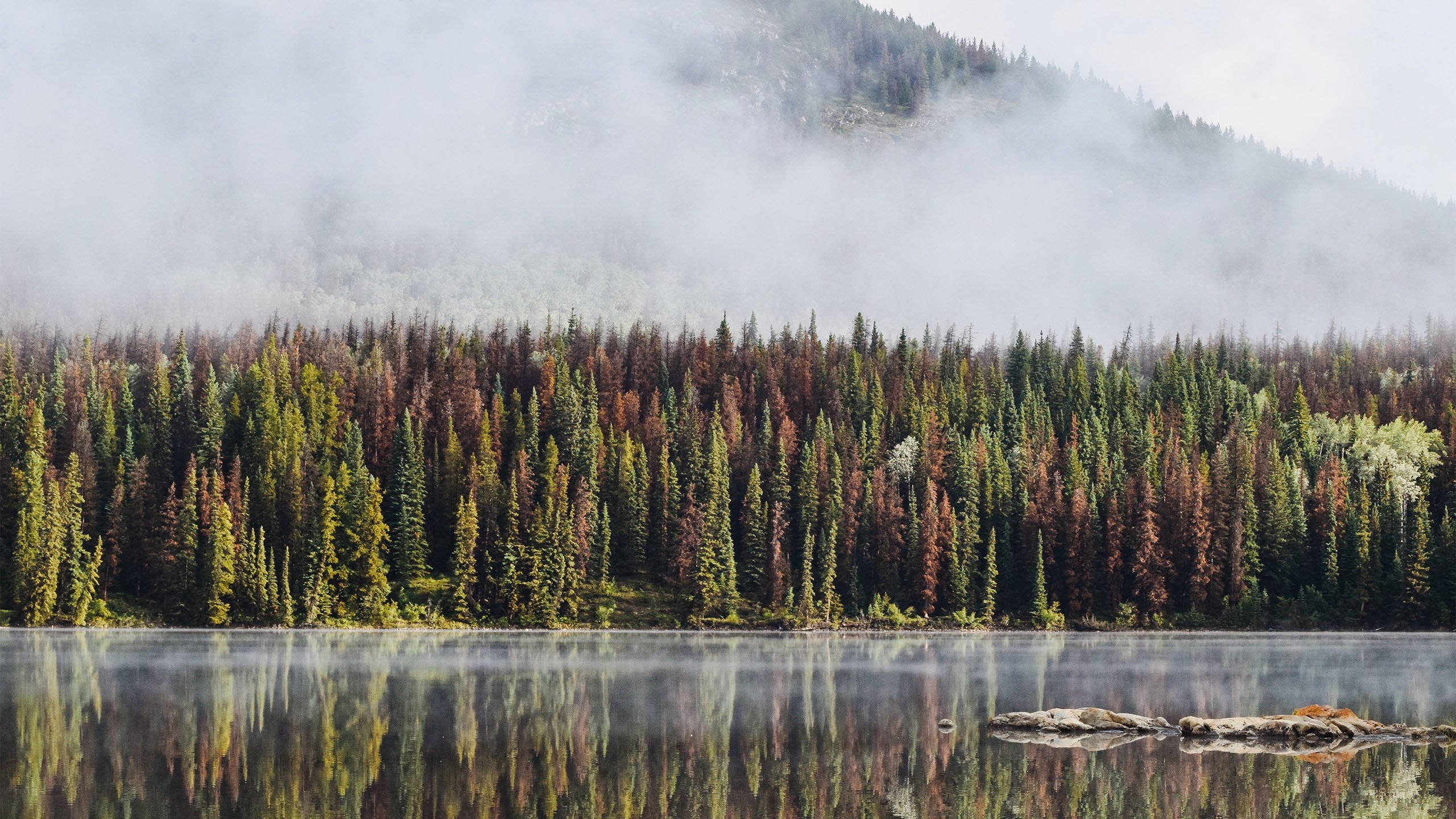 自然风光 树林 倒影 湖 雾