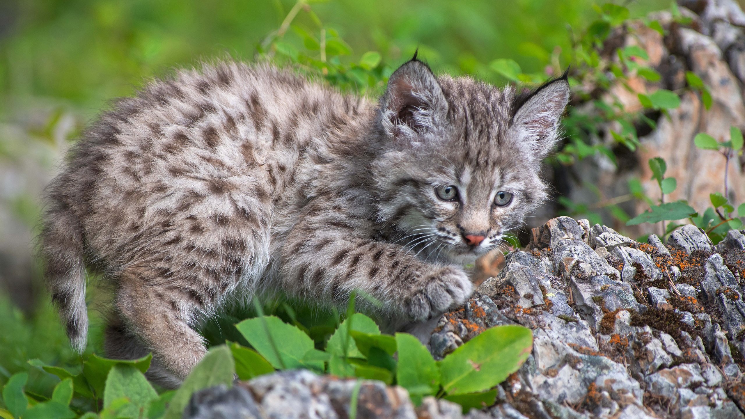 喵星人 豹猫 小猫咪