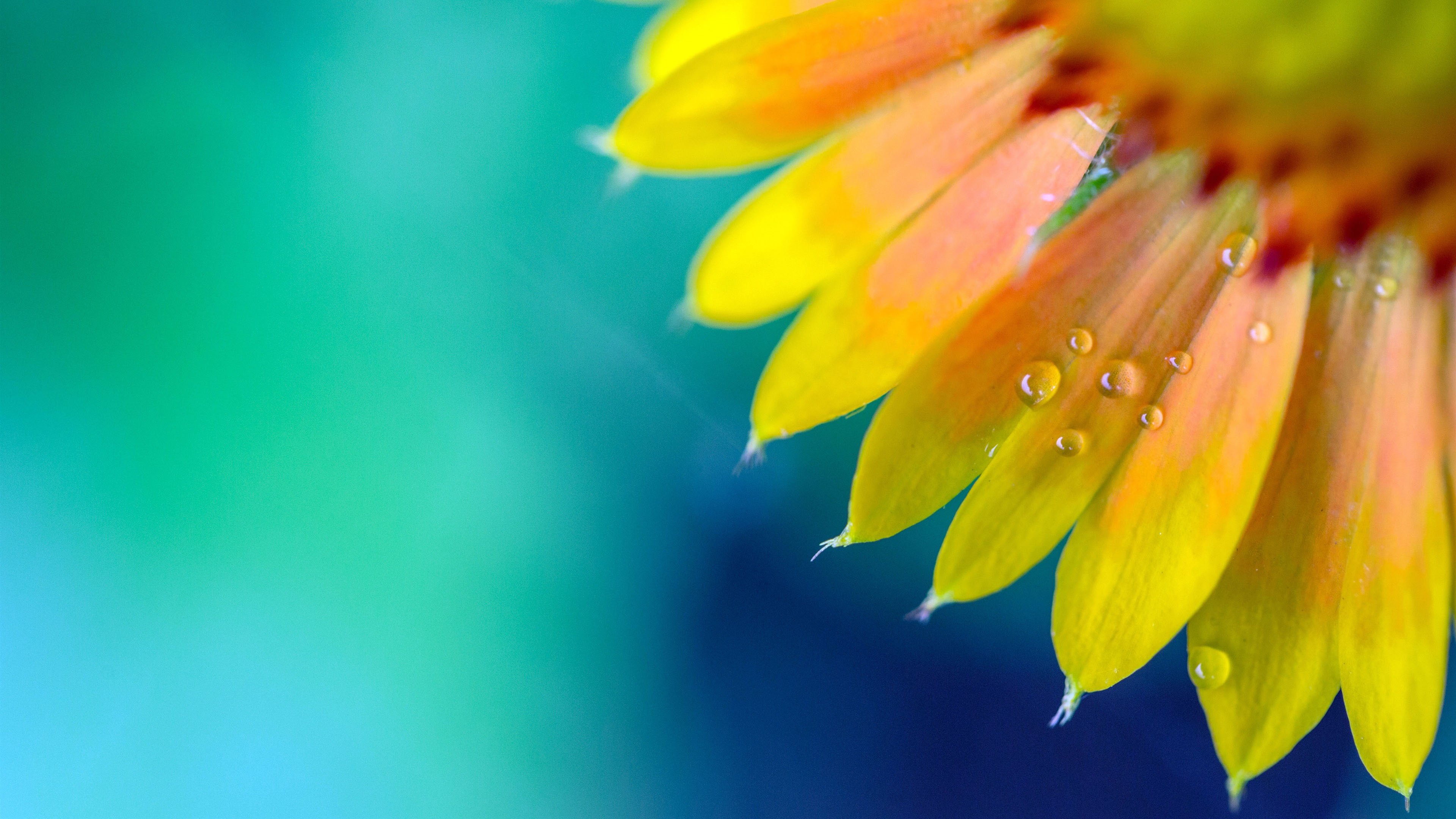 向日葵 花瓣 水滴