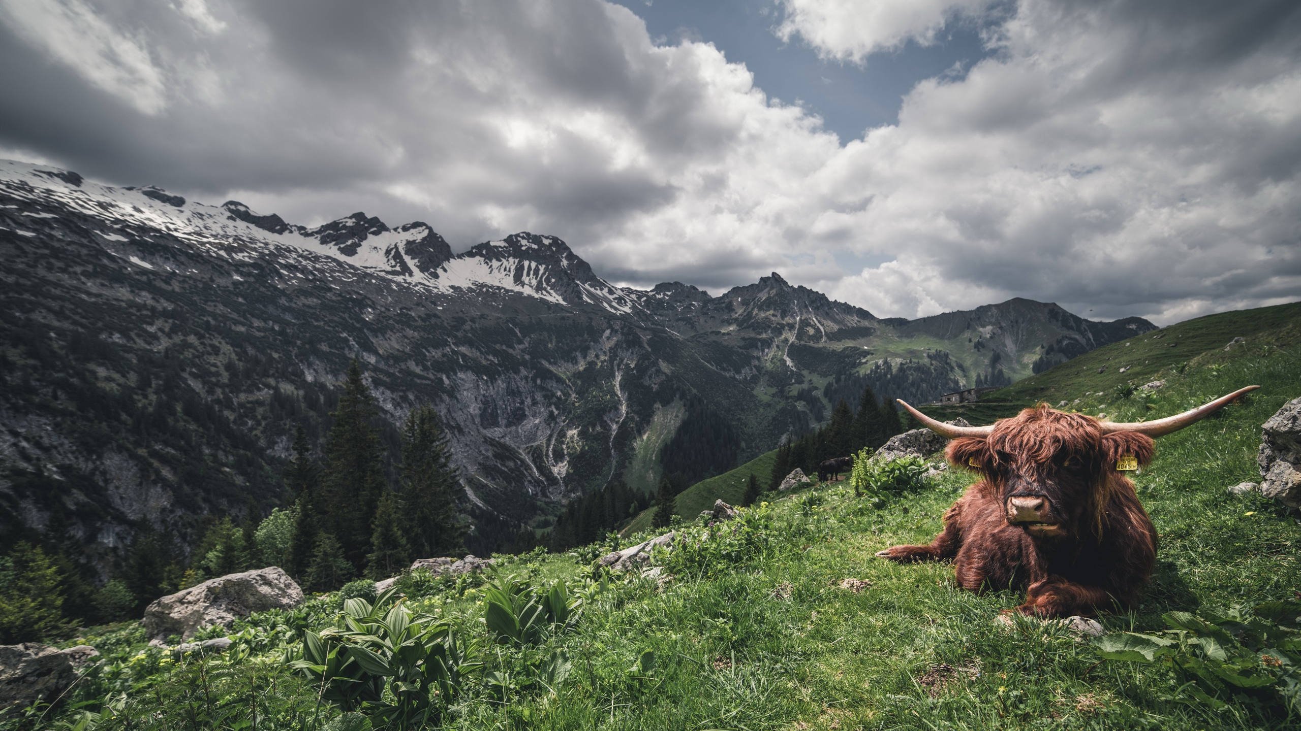 古灵精怪 牦牛 高原 天空