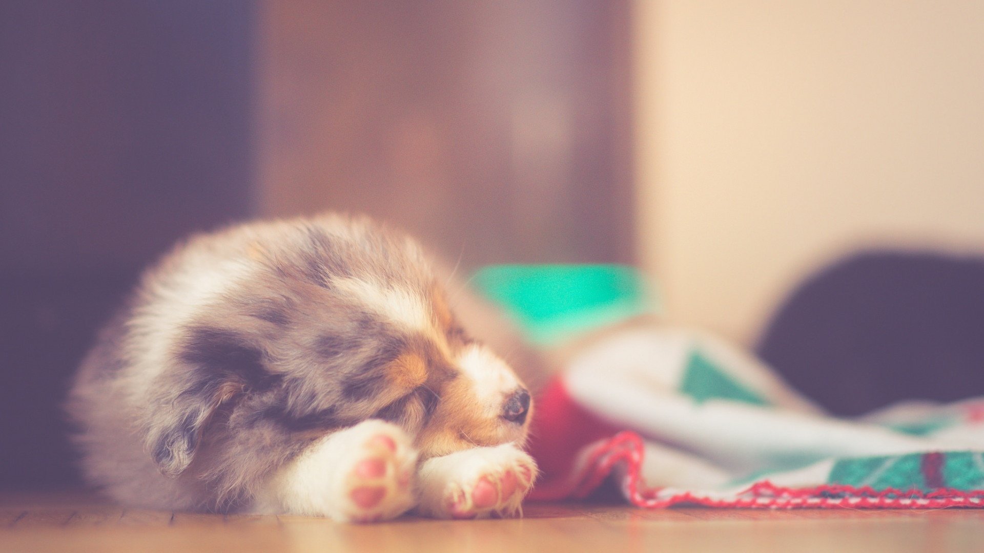 汪星人 狗 小清新