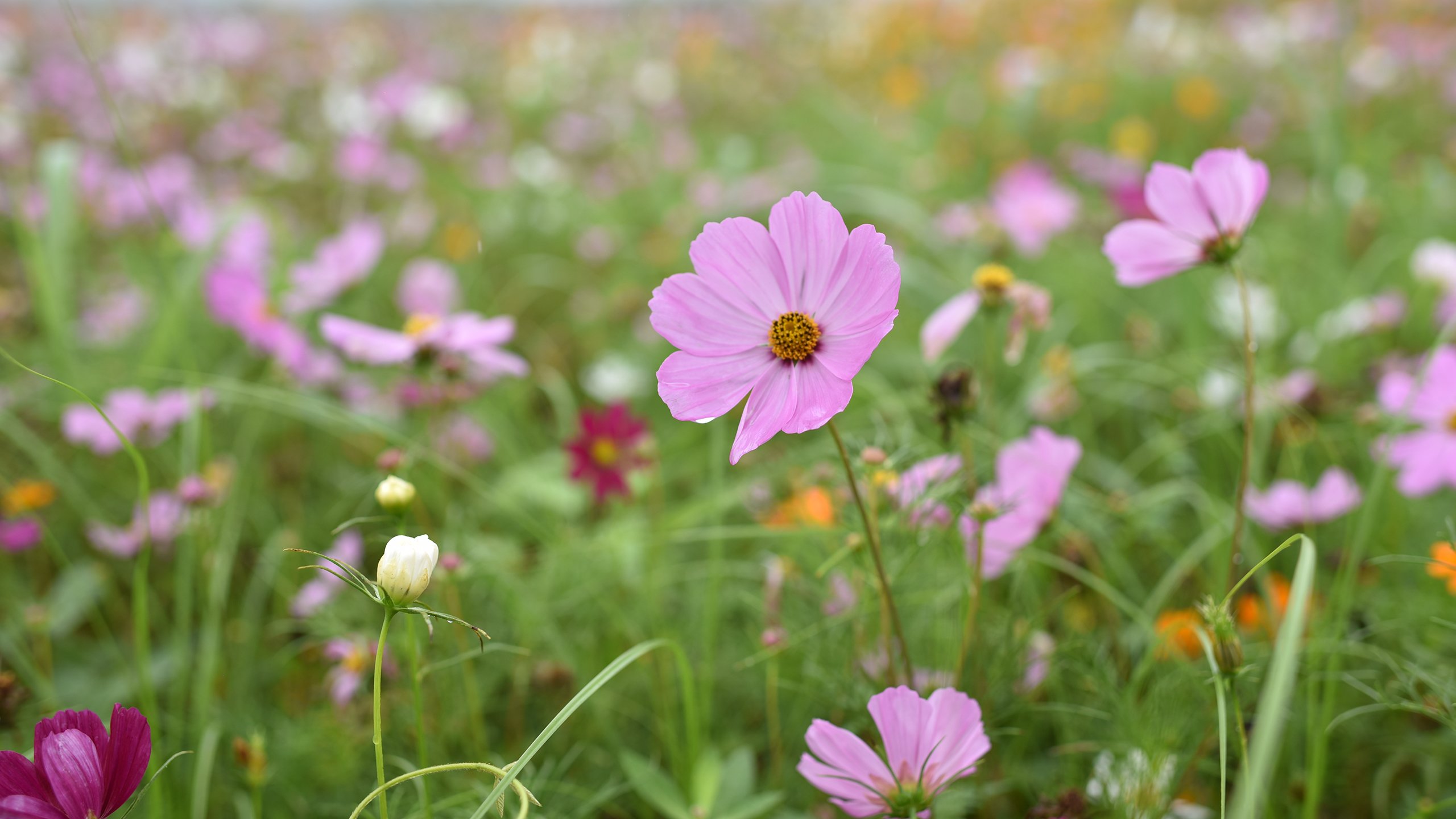 鸟语花香 花丛 草地 野花 大波斯菊