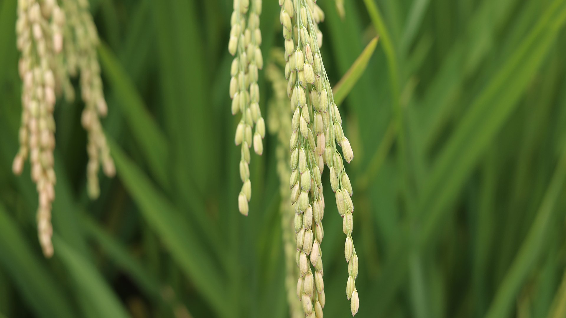 清新淡雅 农电 稻谷 穗子