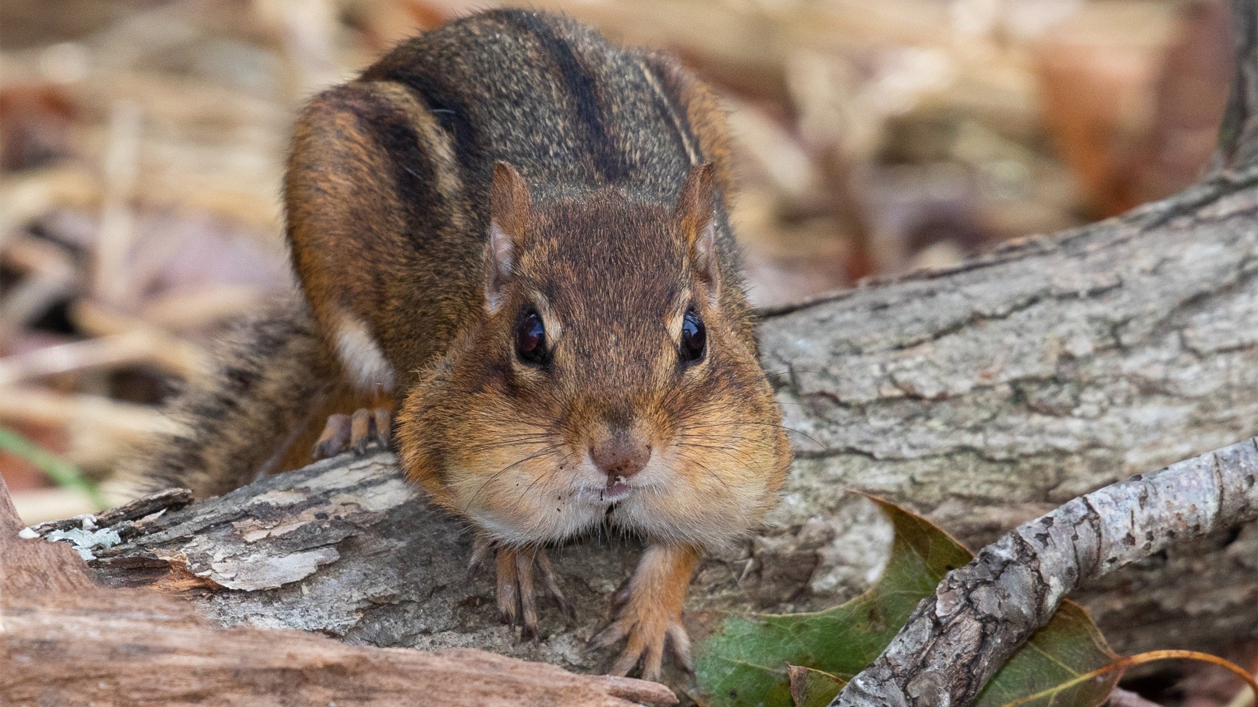 野生动物 松鼠 可爱