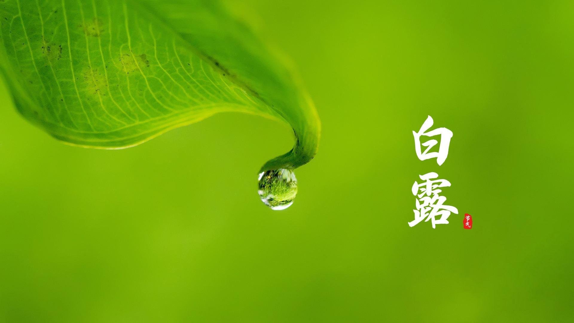 白露 二十四节气 雨水