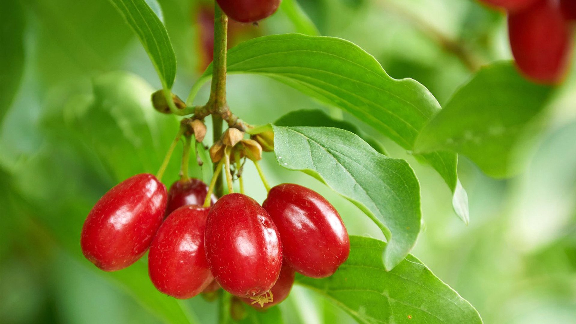 静物写真  重阳节  红色  茱萸