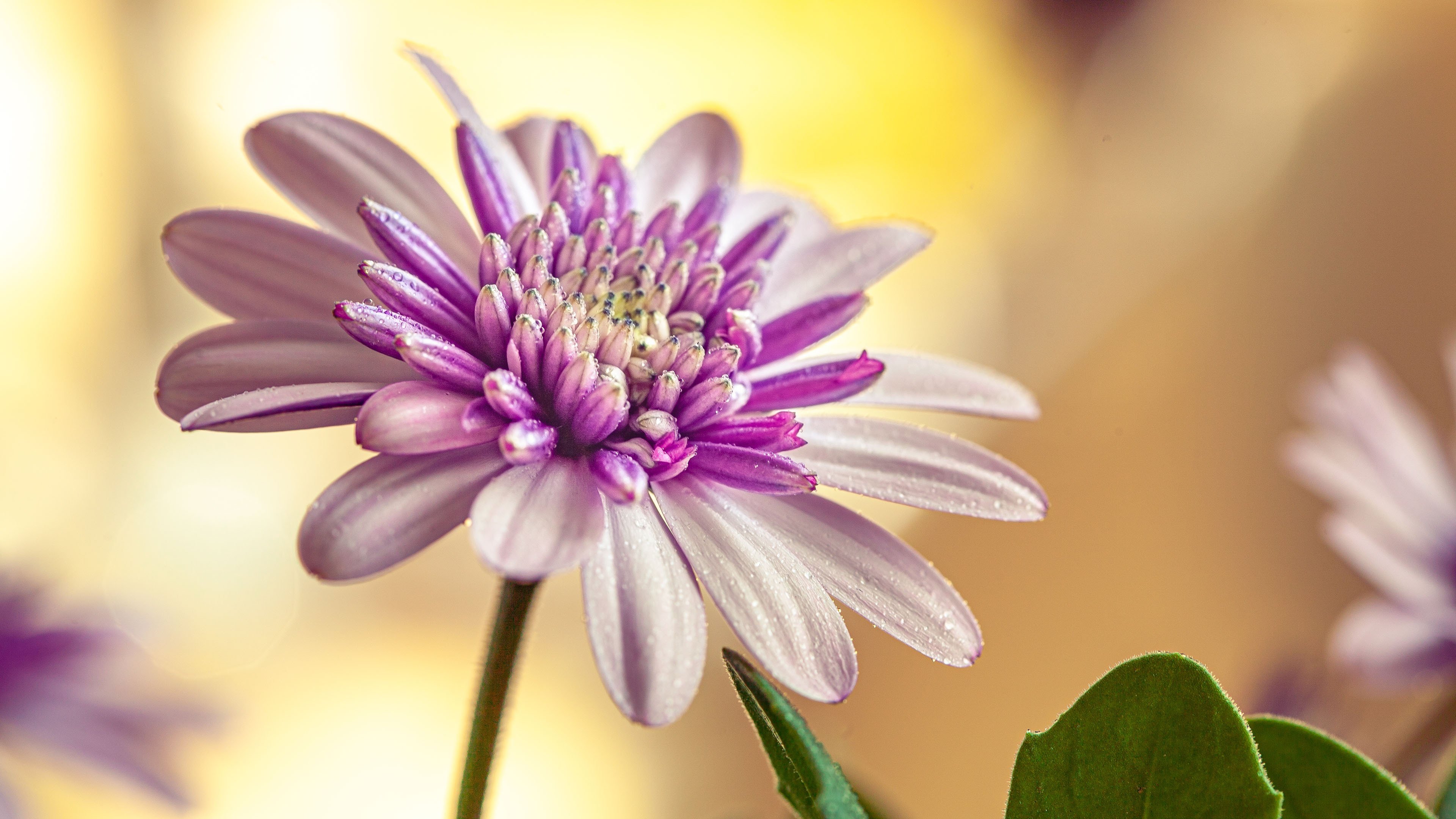 娇艳欲滴 鲜花 菊花 紫色