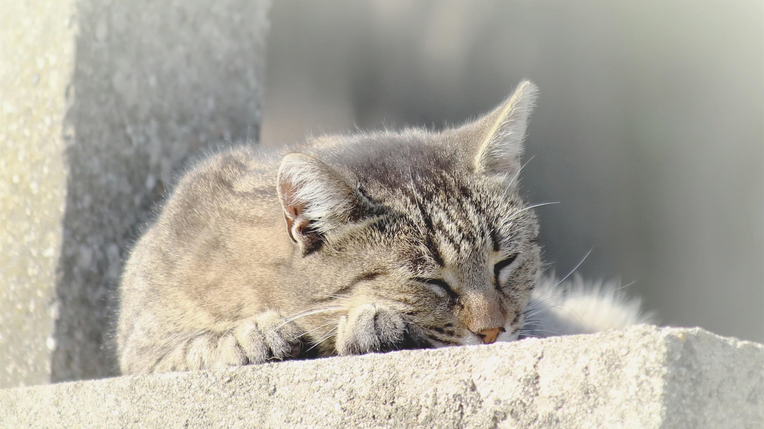 喵星人 猫咪 睡懒觉 可爱