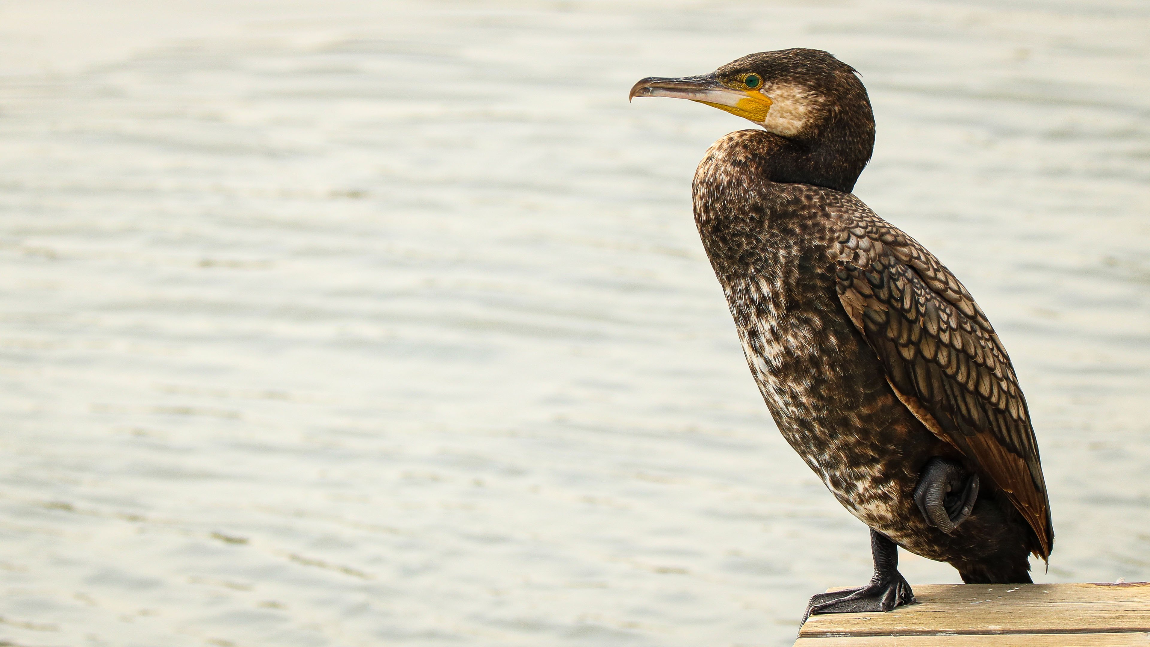 小鸟天地 大海 海岸 捕鱼