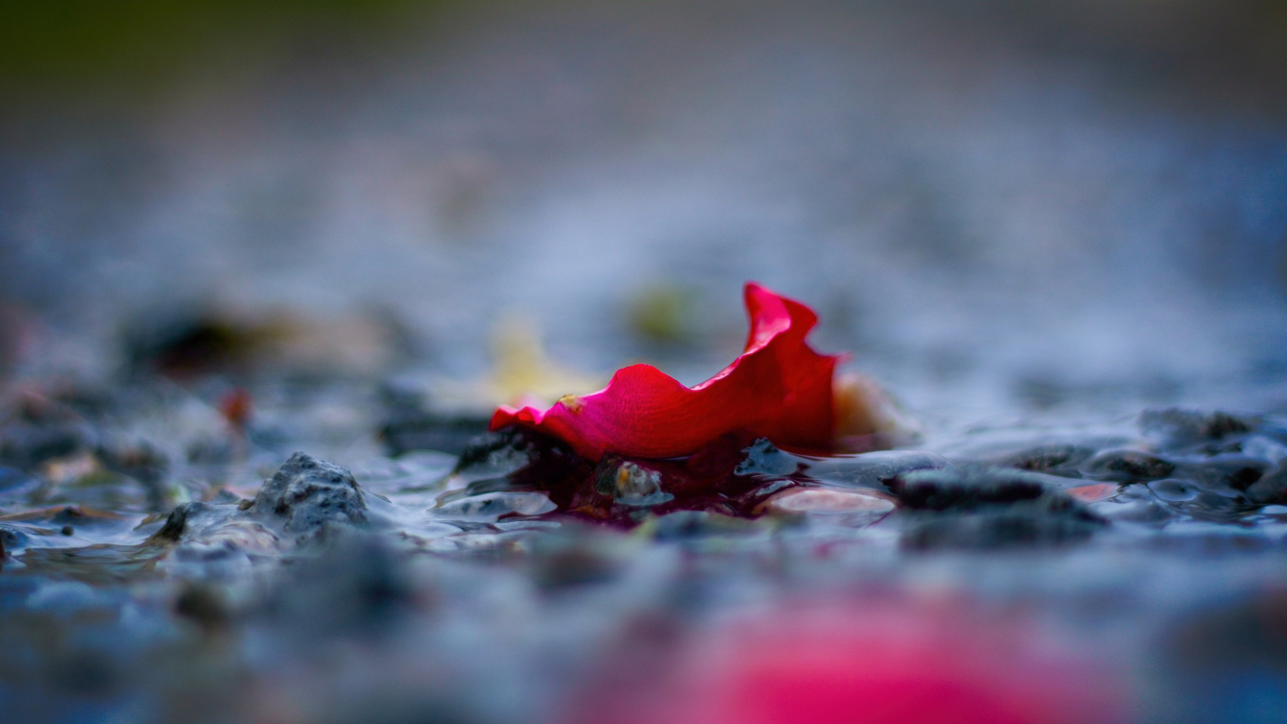 静物写真 花瓣 玫瑰 落花