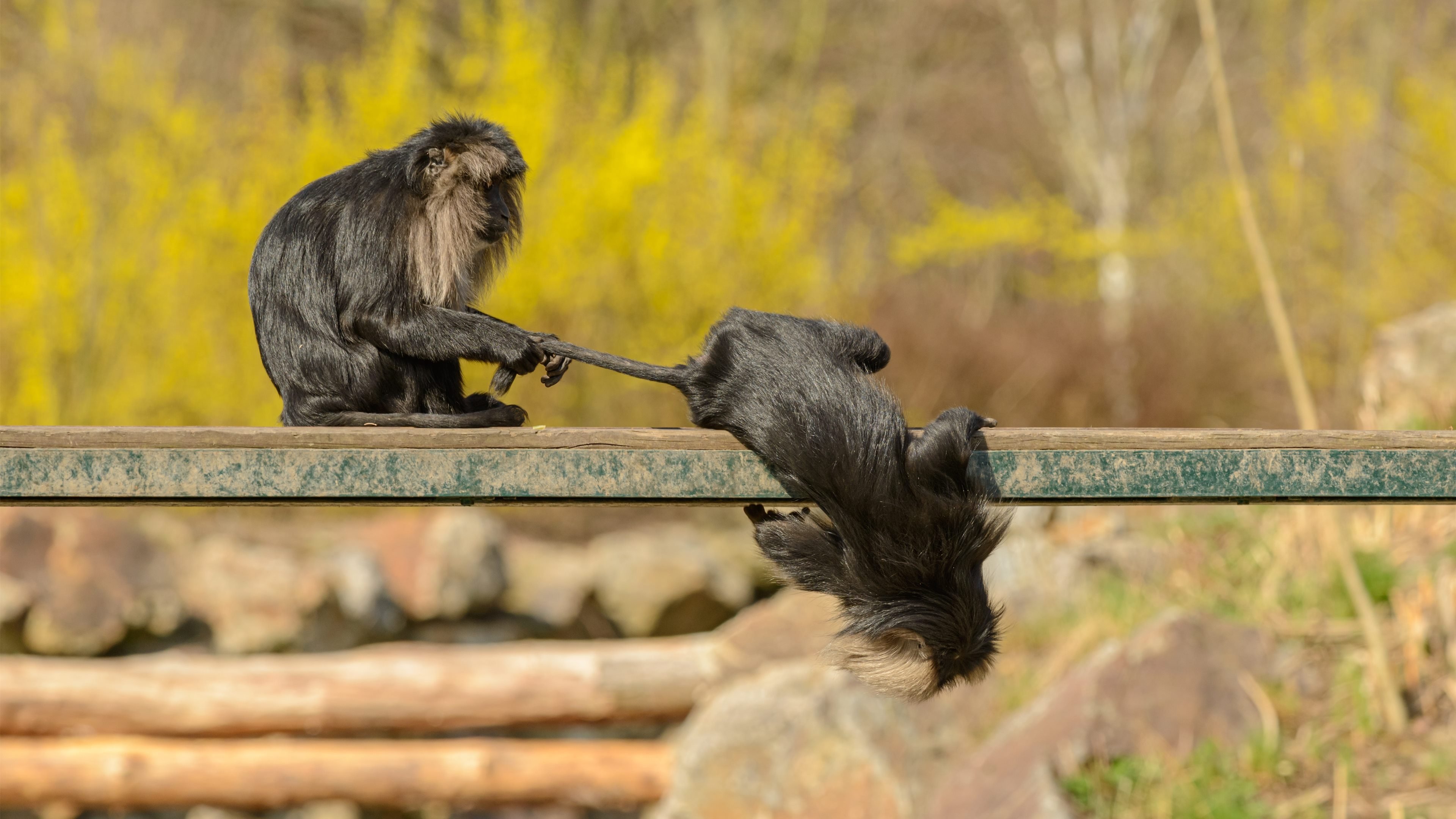 古灵精怪 猴子 嬉戏 尾巴