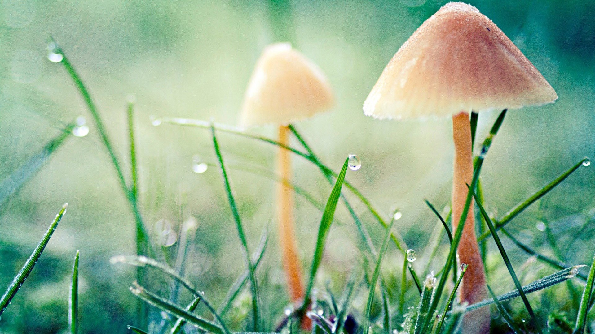 护眼壁纸 草地 蘑菇 露水 希望