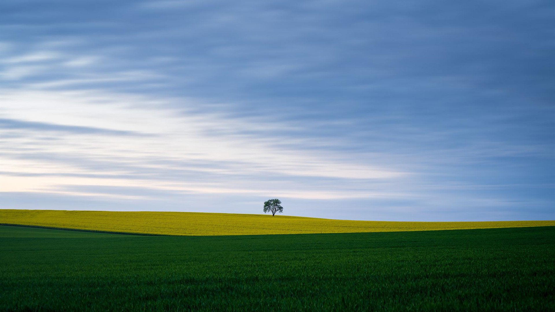 自然风光 天空 树 草地 草原 护眼