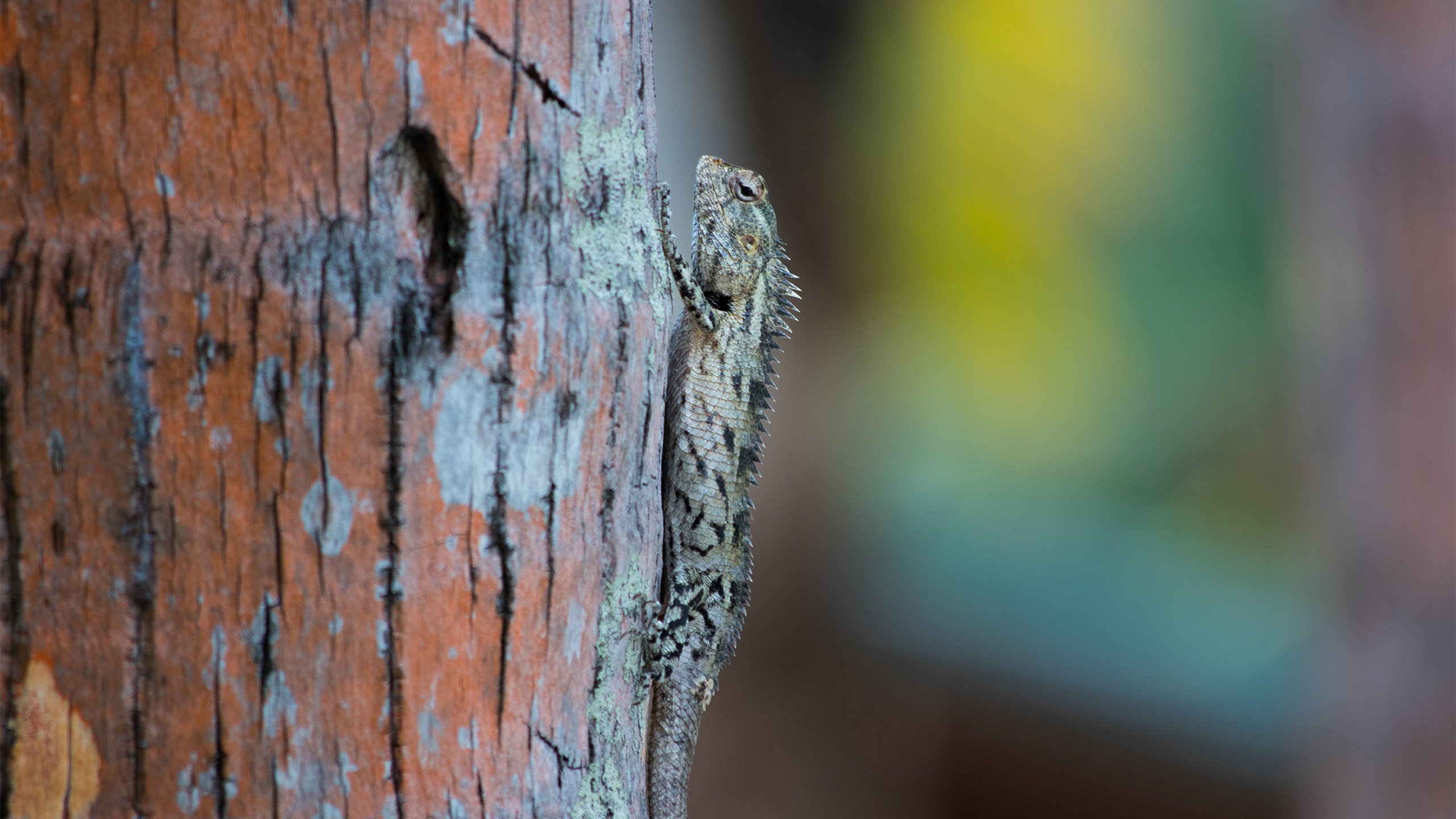 野生动物 蜥蜴 变色龙