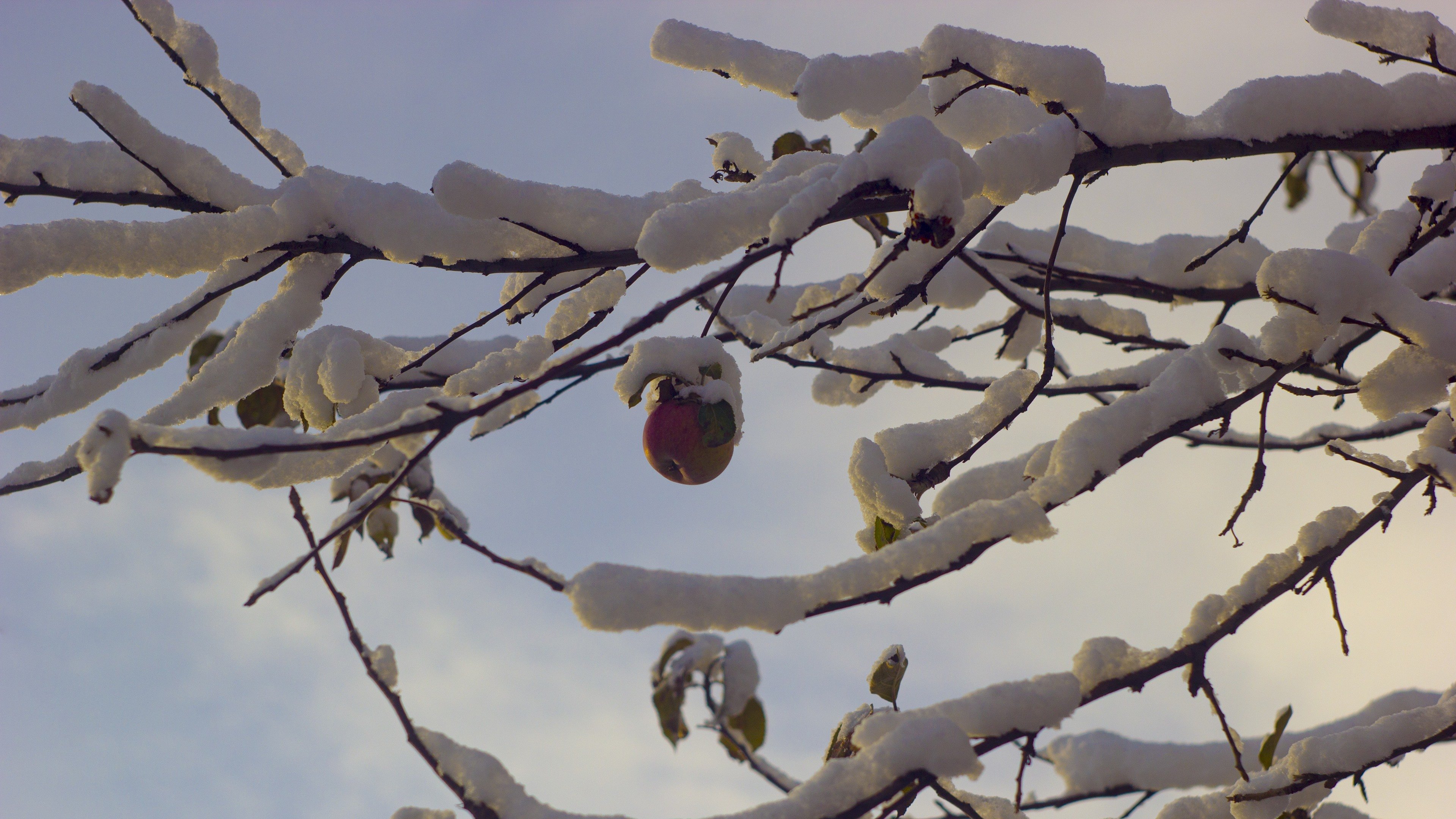 冰天雪地 松果 松树