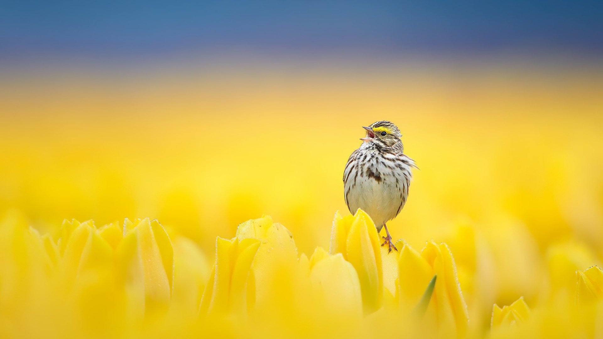 小鸟天堂 郁金香