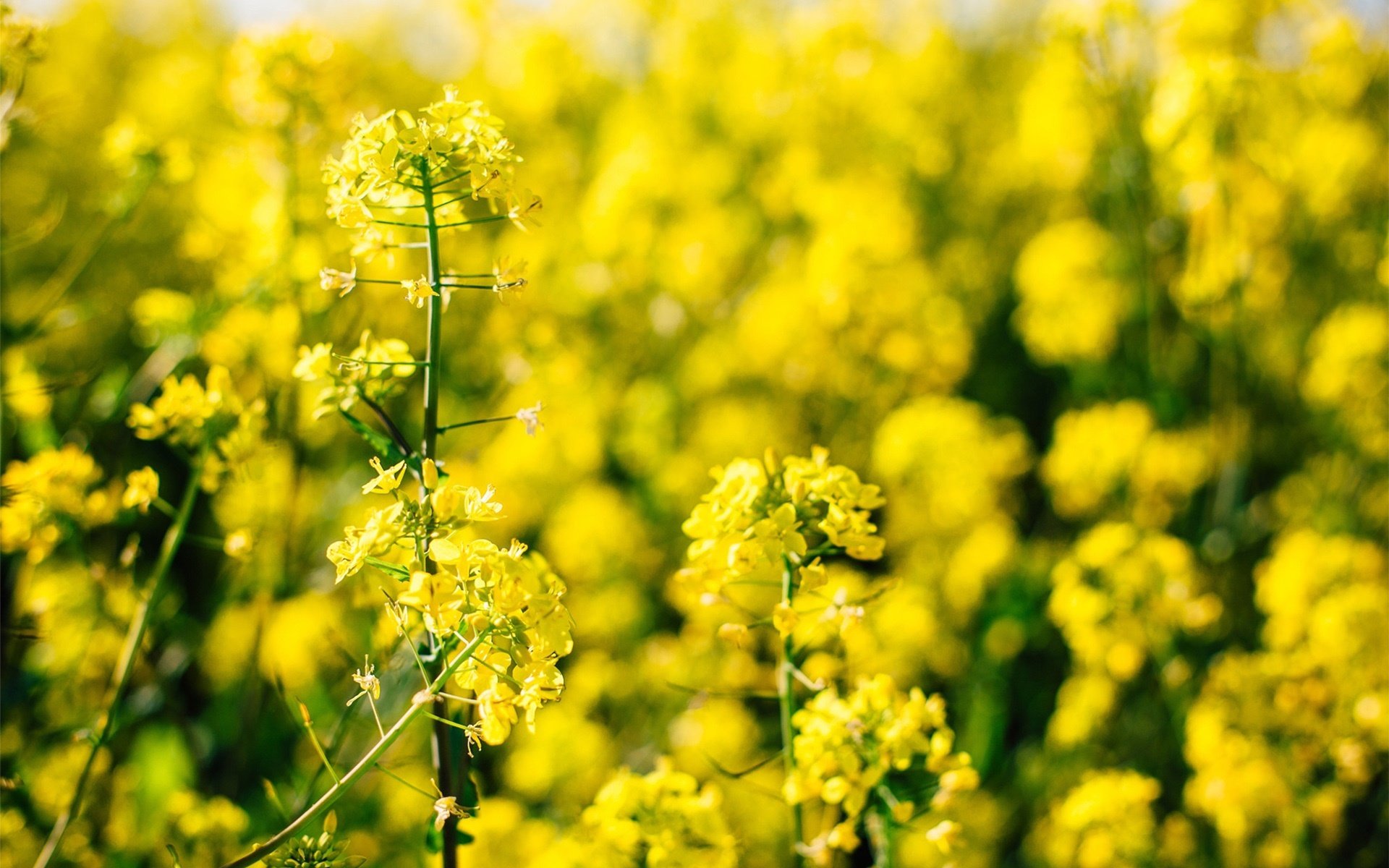娇艳欲滴 油菜花 花海
