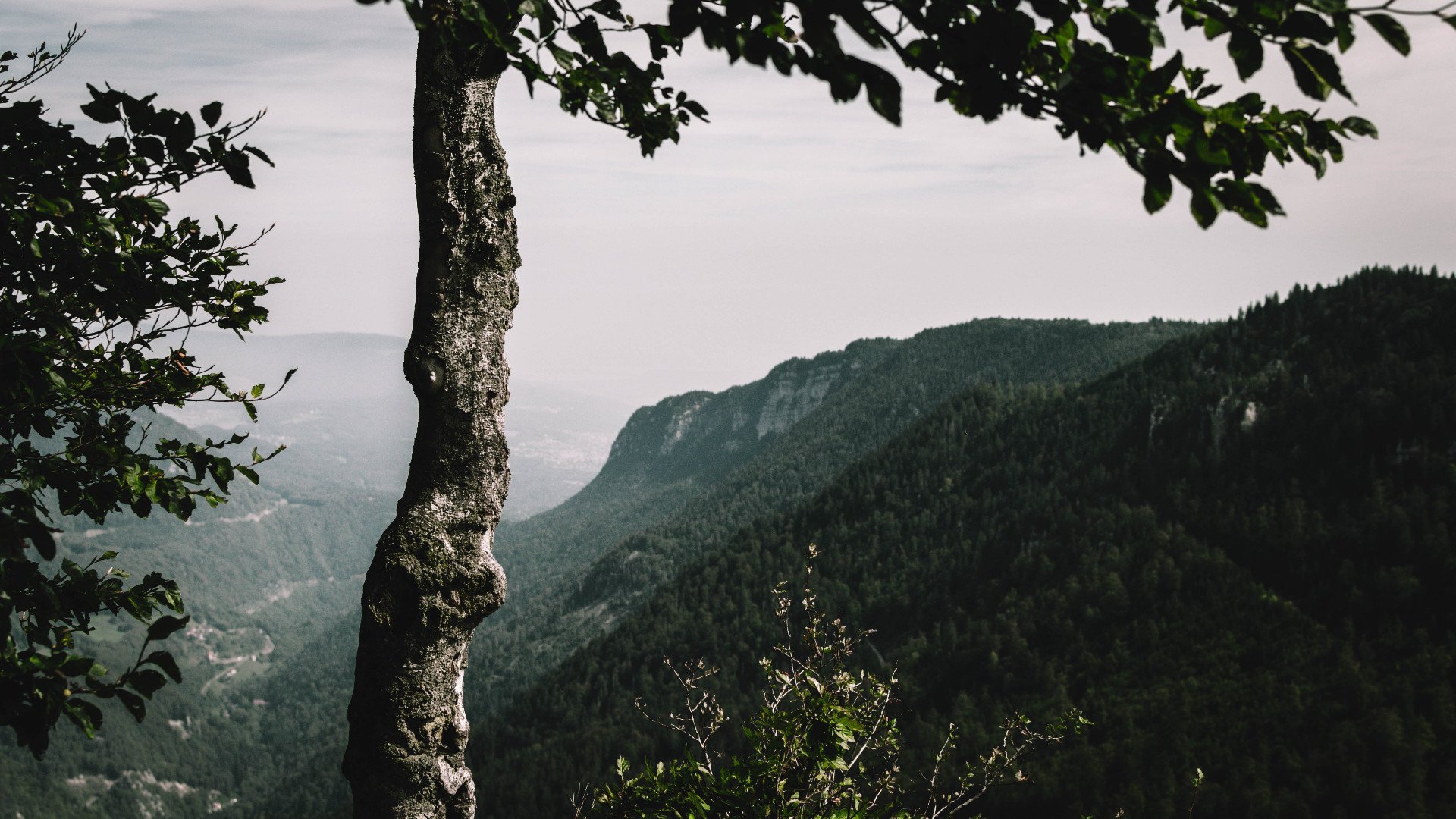 自然风光 山峰 树