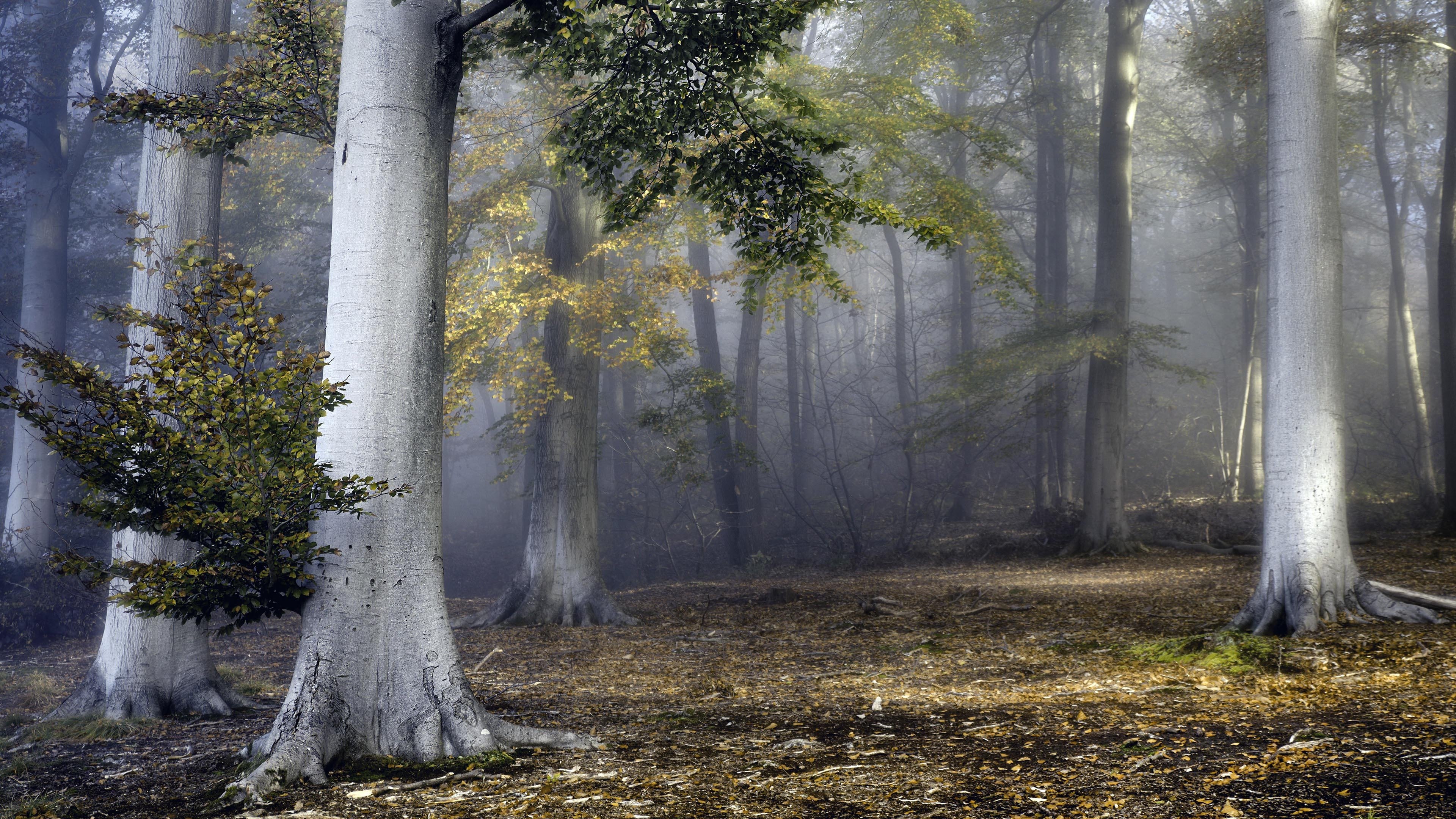 秋意正浓 树林 落叶
