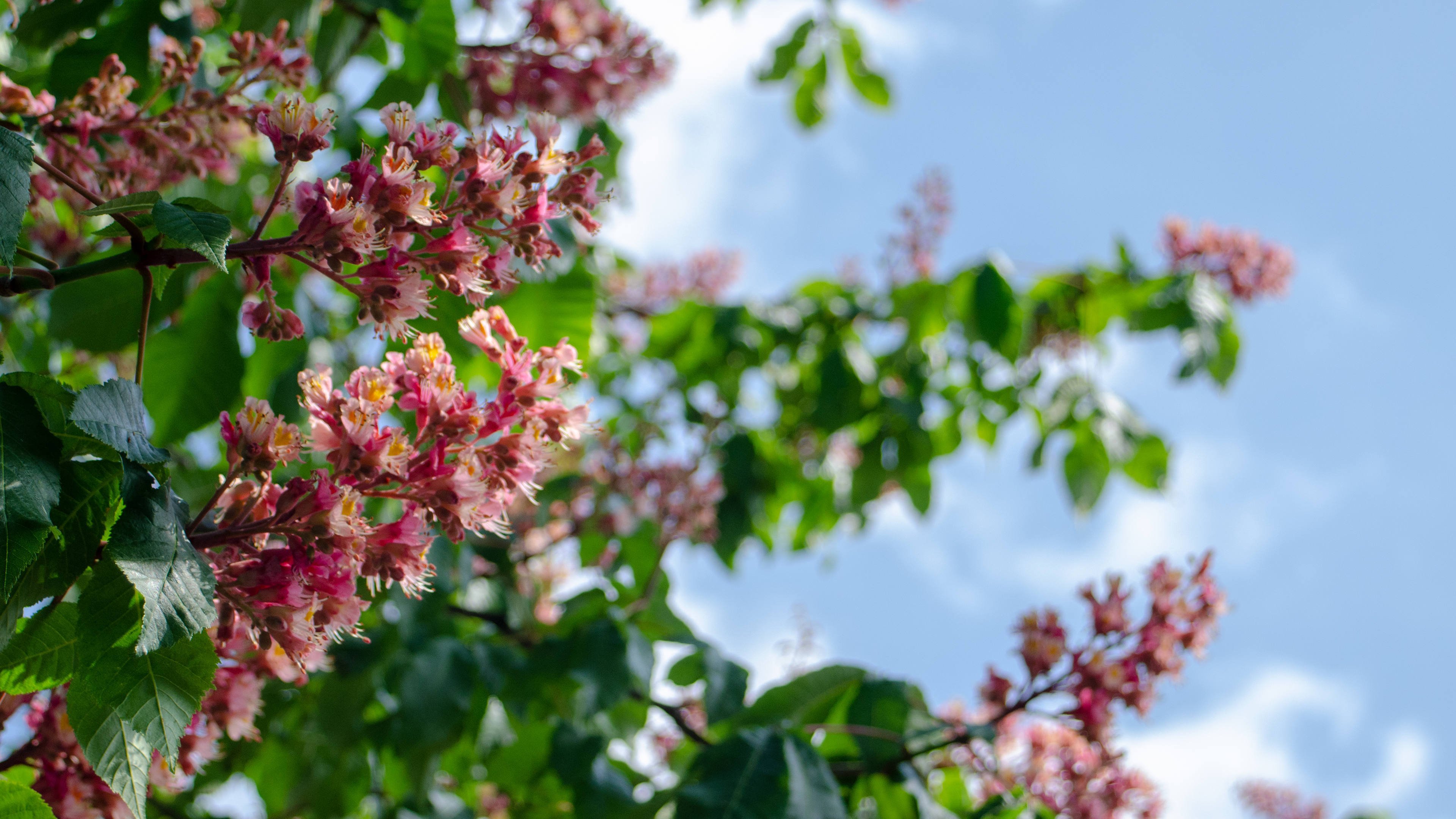 娇艳欲滴 鲜艳 花穗 春天