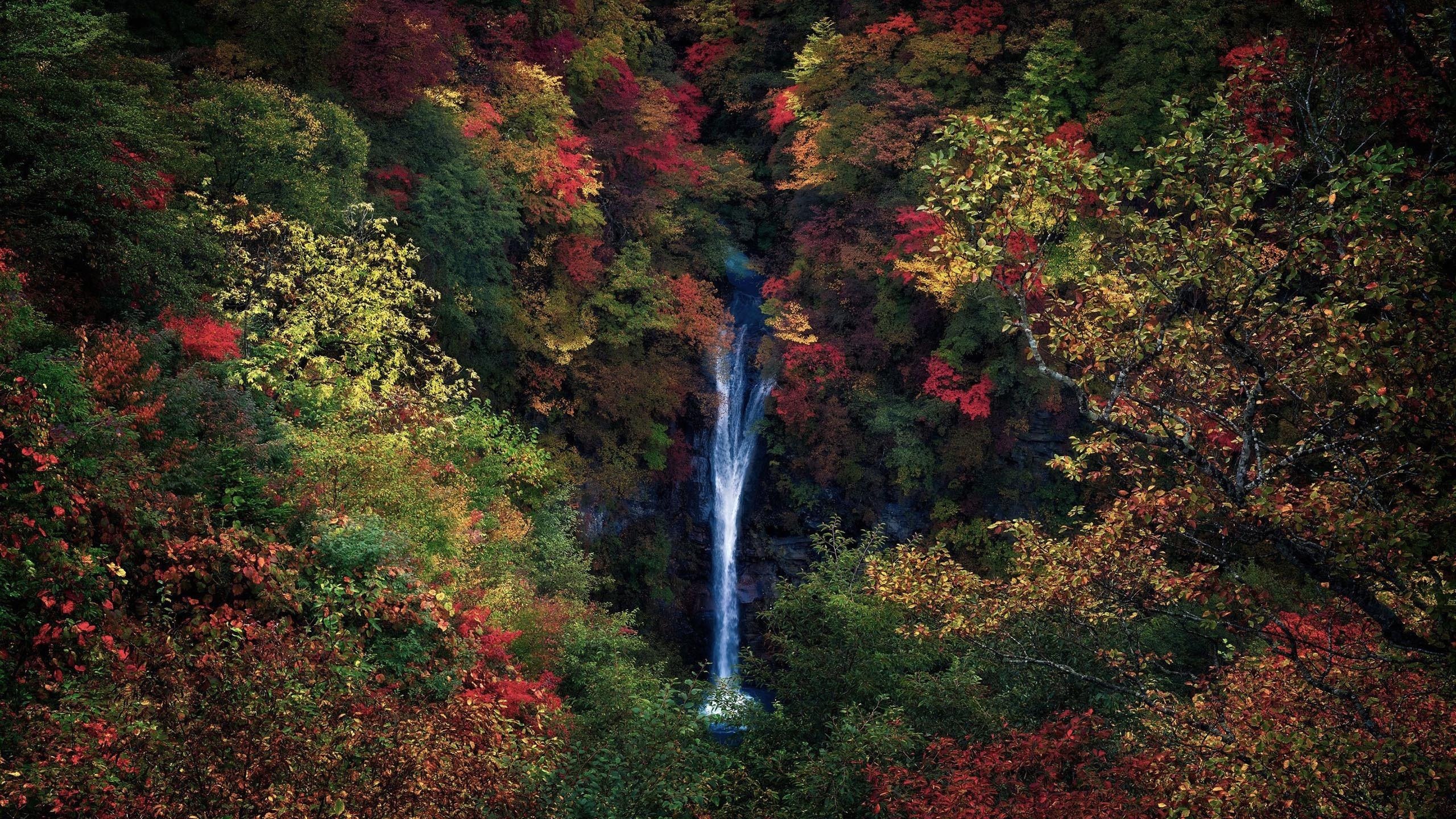 秋意正浓 瀑布 红树林 航拍 森林