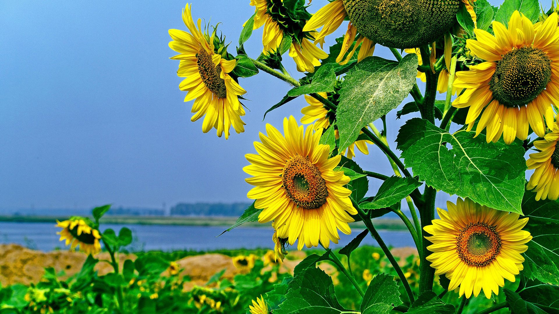 鸟语花香 向日葵