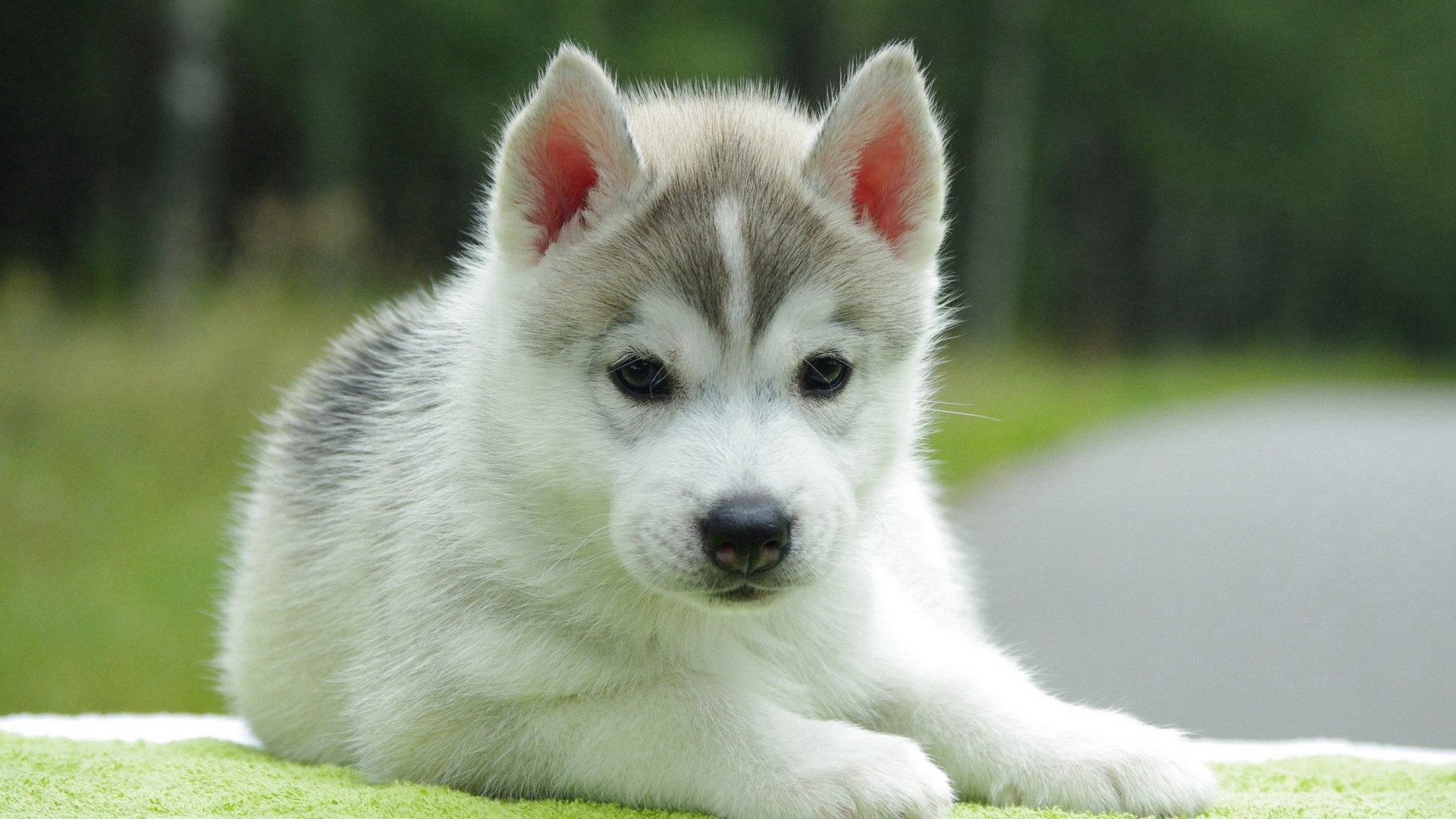 汪星人 哈士奇 狗