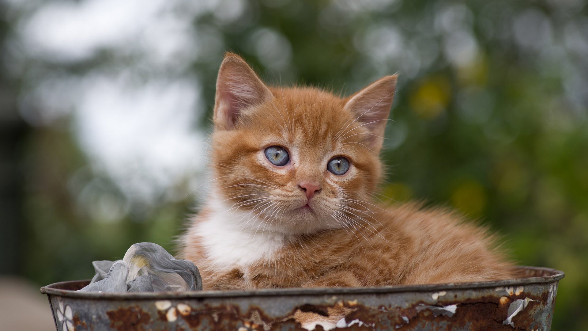 喵星人 奶猫 猫咪 可爱
