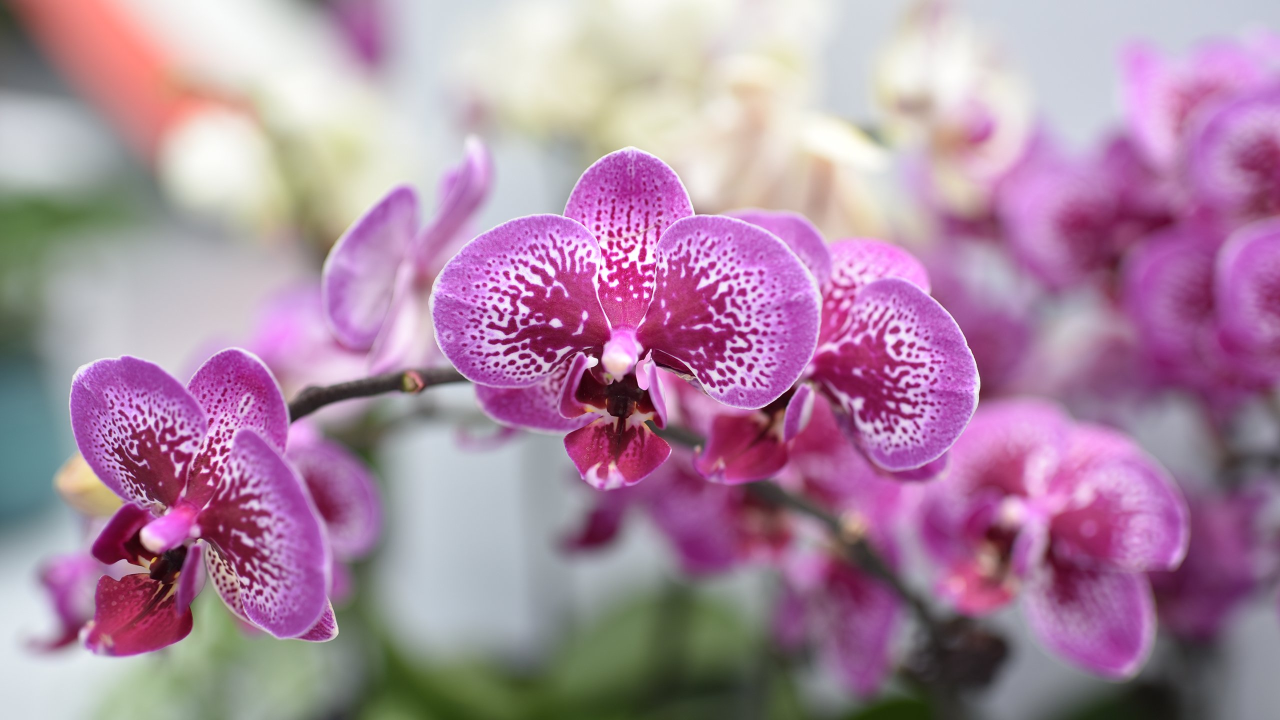 娇艳欲滴 上海花博会 蝴蝶兰