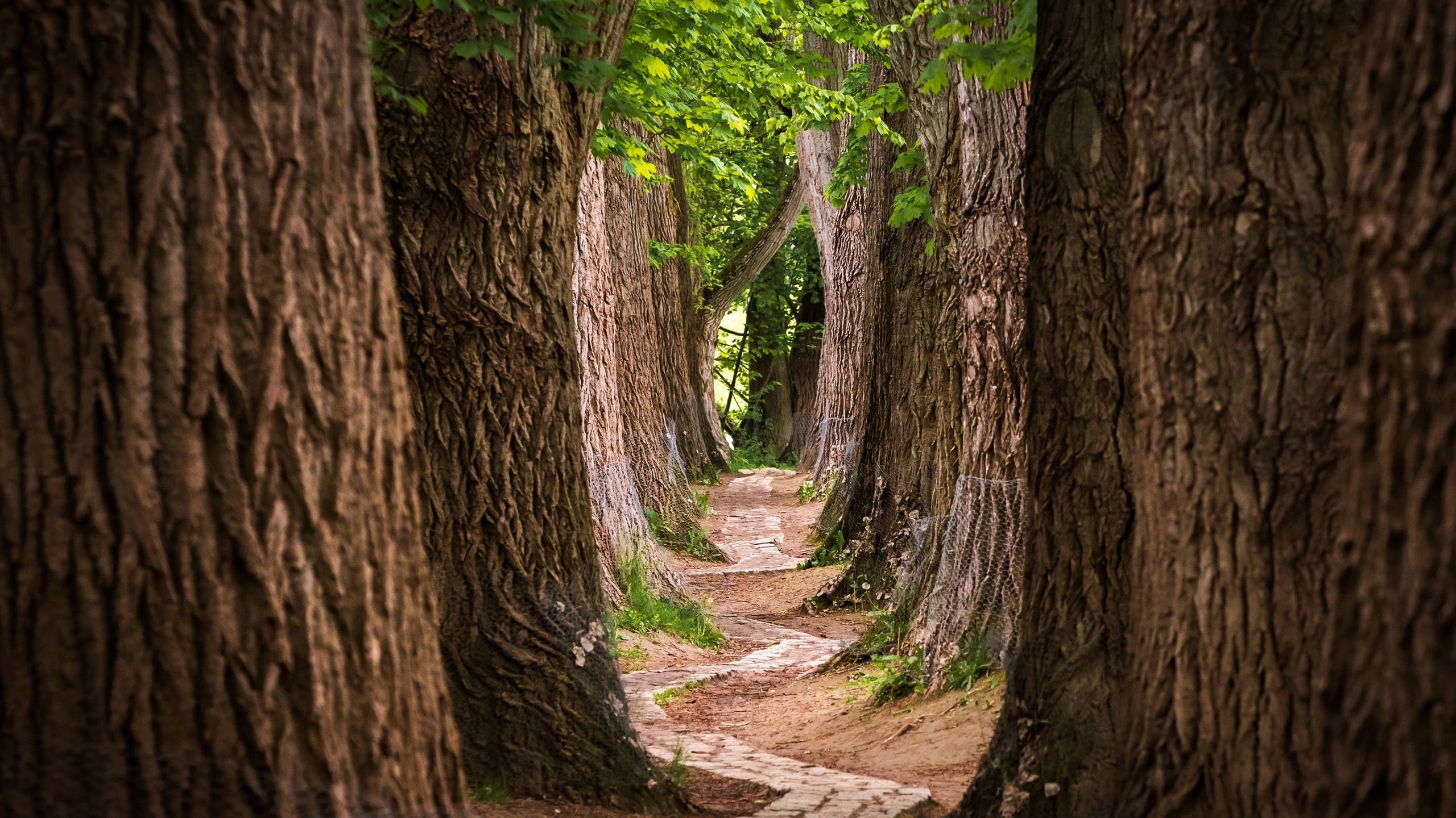 自然风光 树林 大树 小径