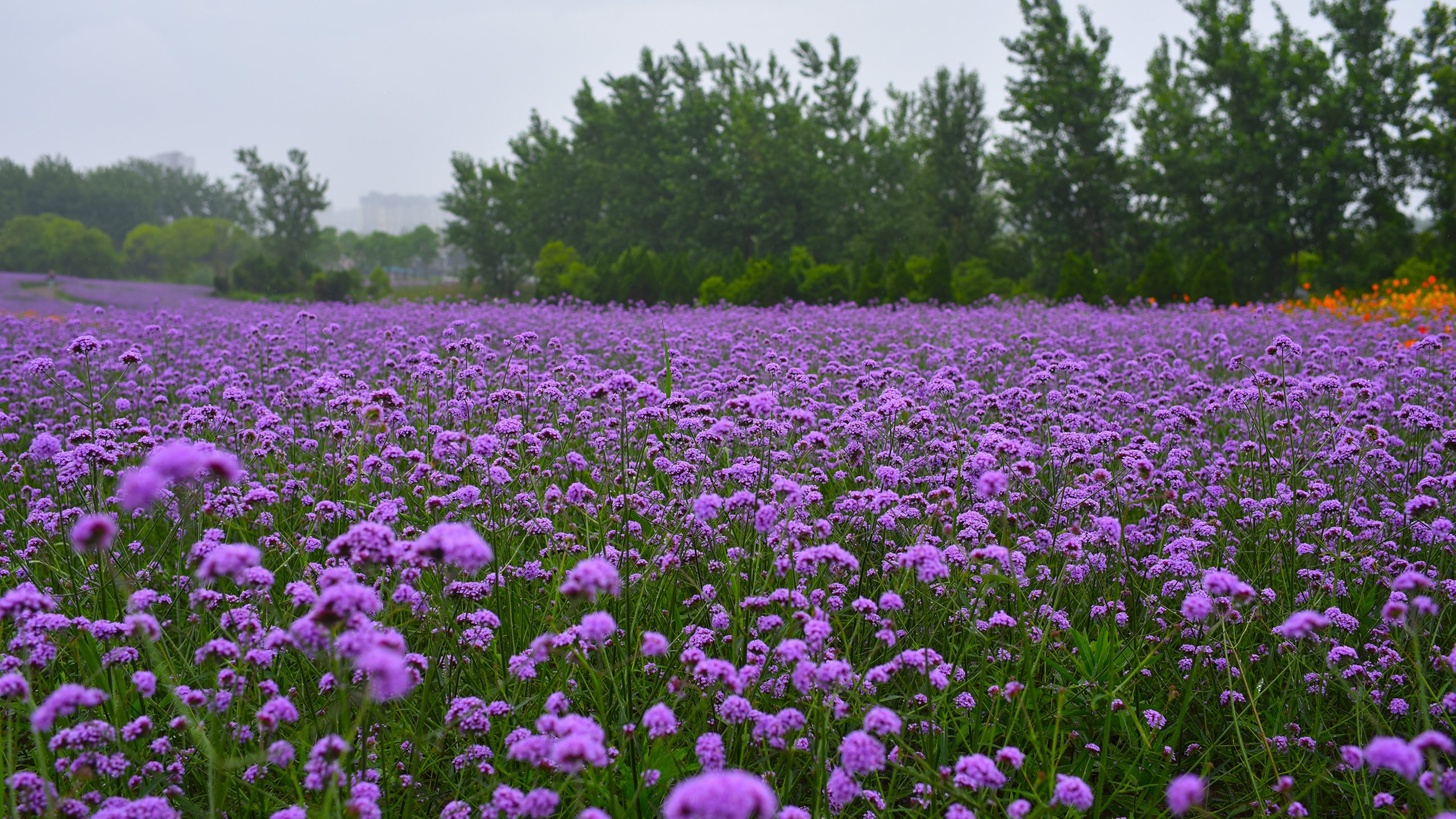 鸟语花香 柳叶马鞭草  薰衣草