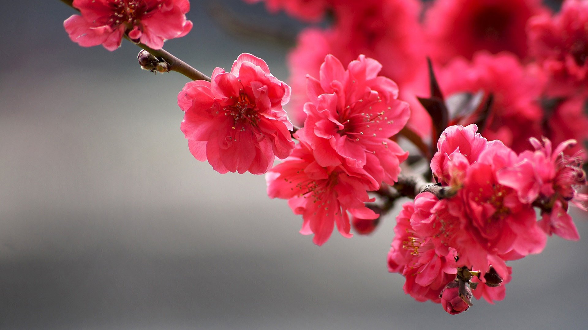 鸟语花香 红花 枝头 景深 特写