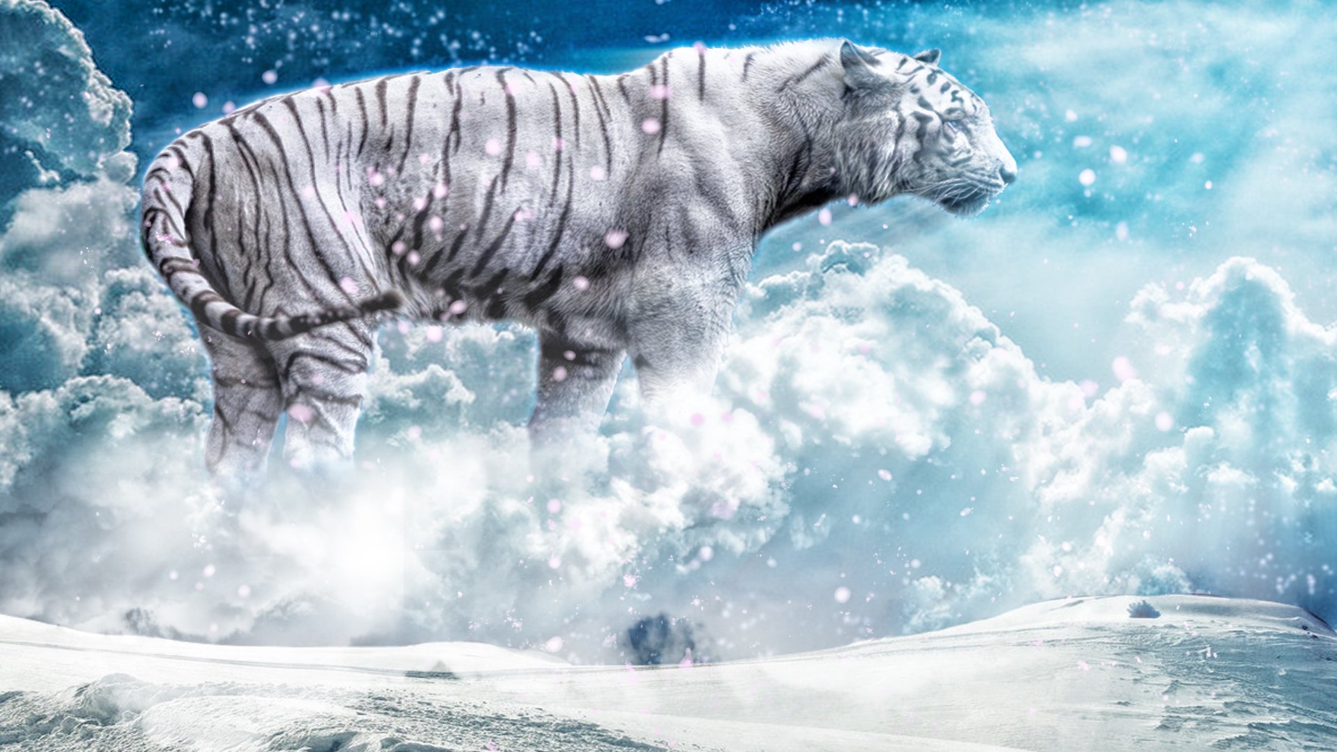 白虎  雪   云雾