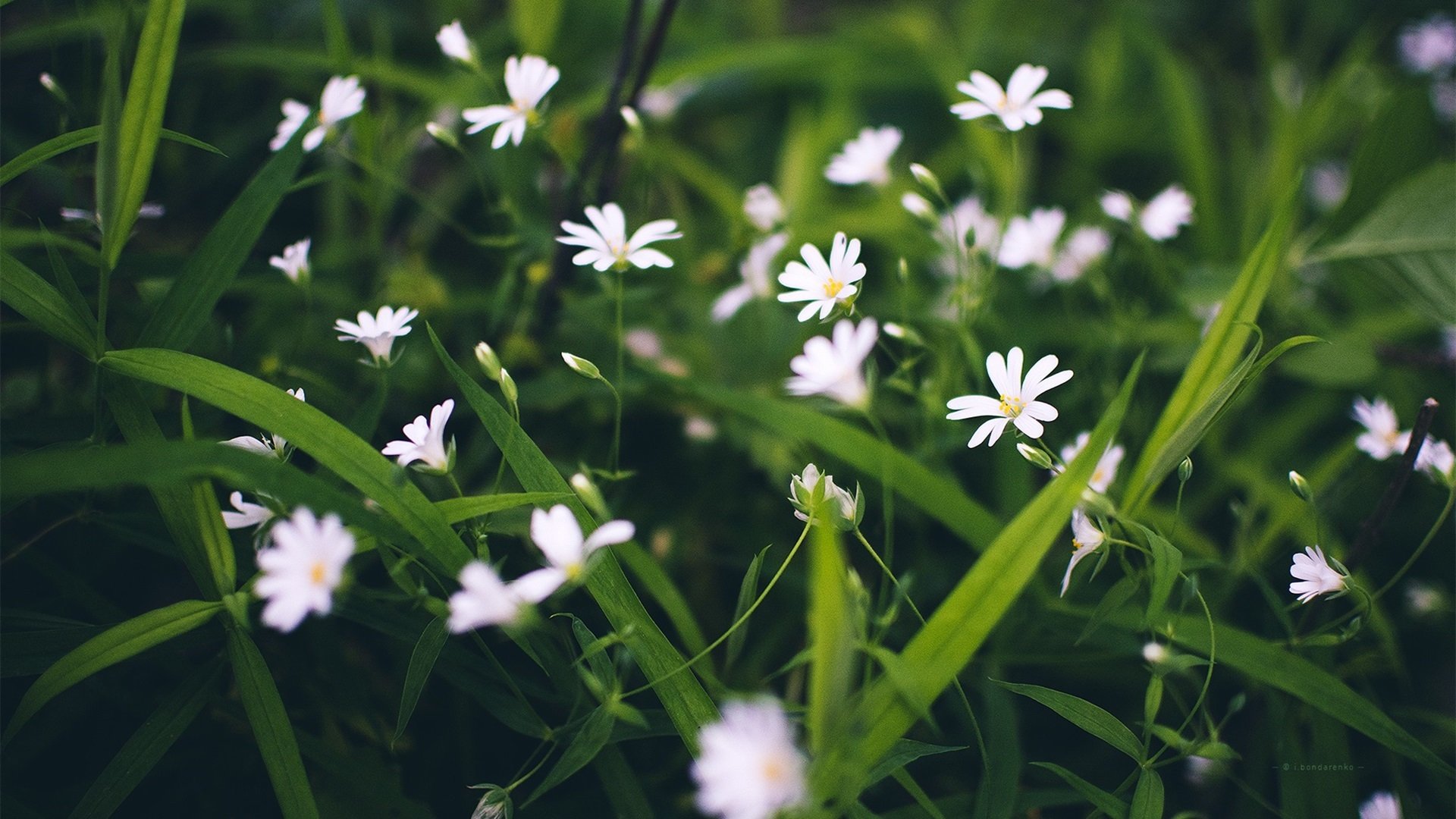 娇艳欲滴 兰花 护眼 经典