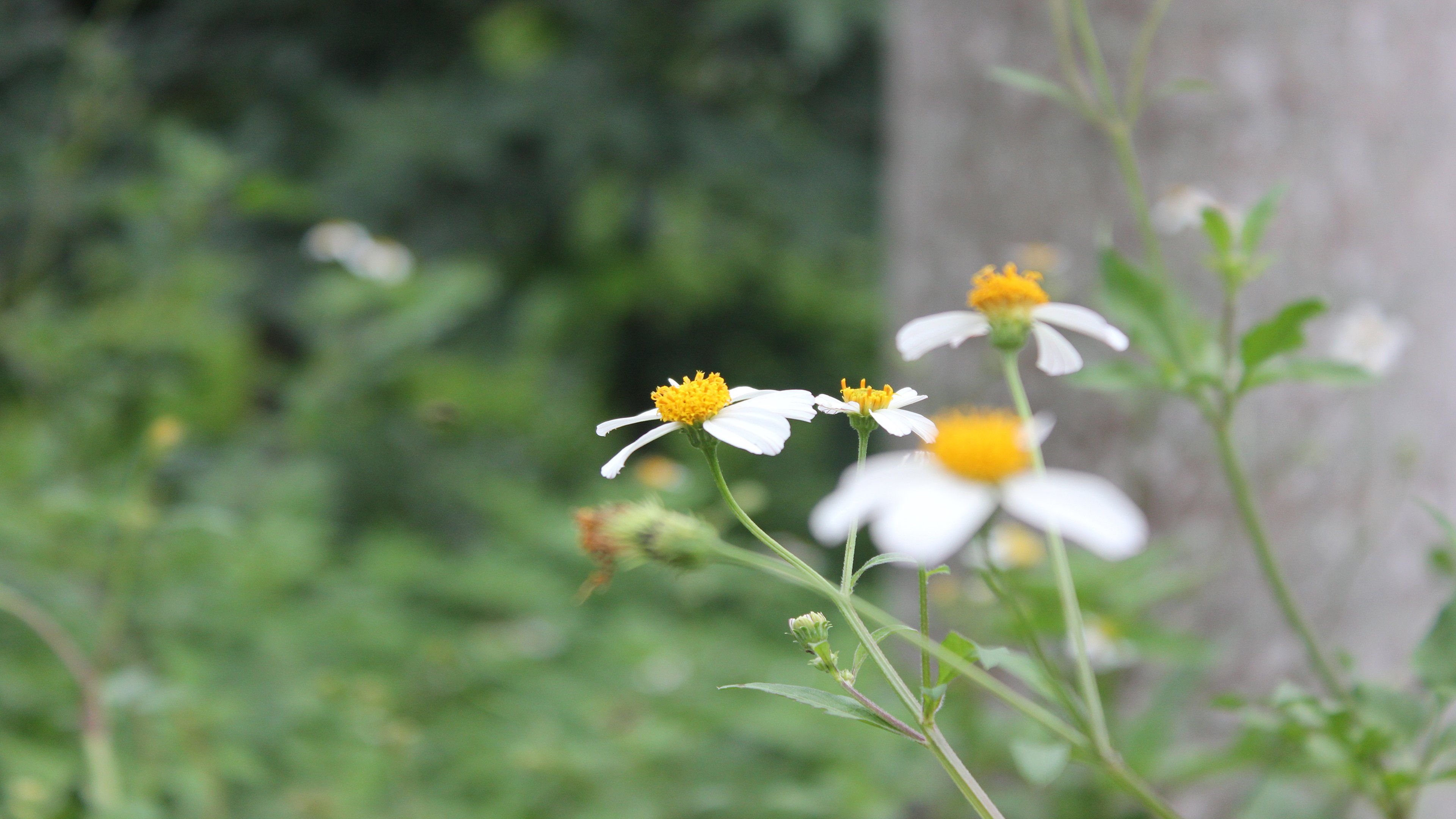 鸟语花香 于细微之处看时间繁华