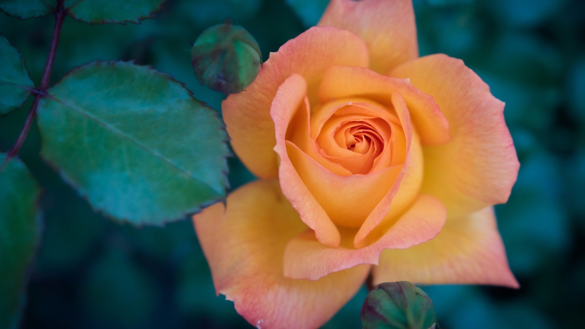 鸟语花香 玫瑰 月季花