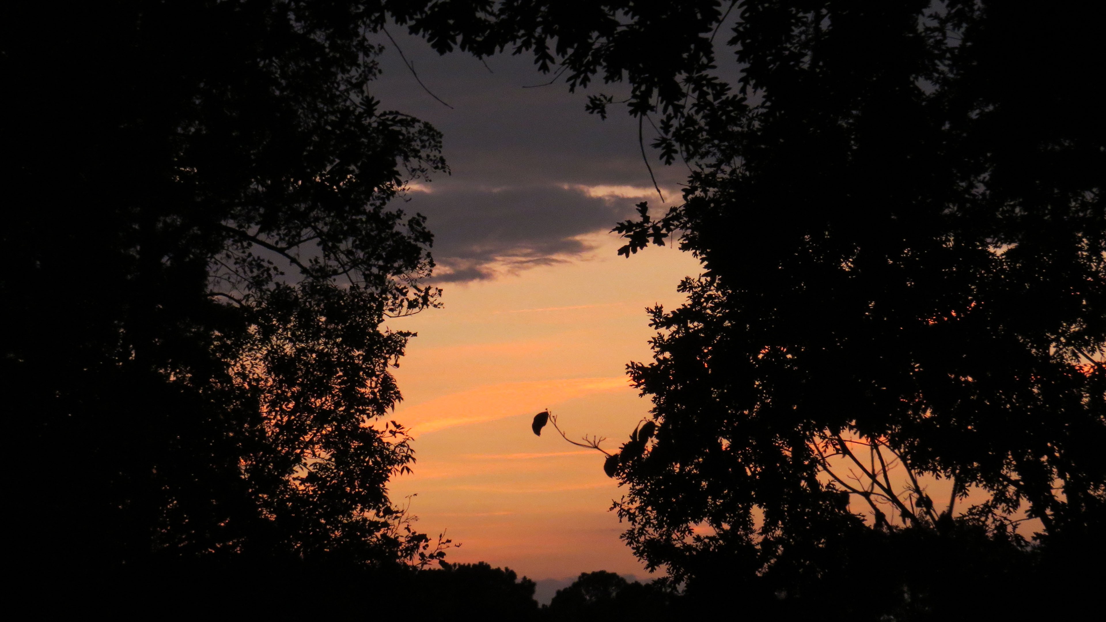 落日余晖 晚霞 天空 树林