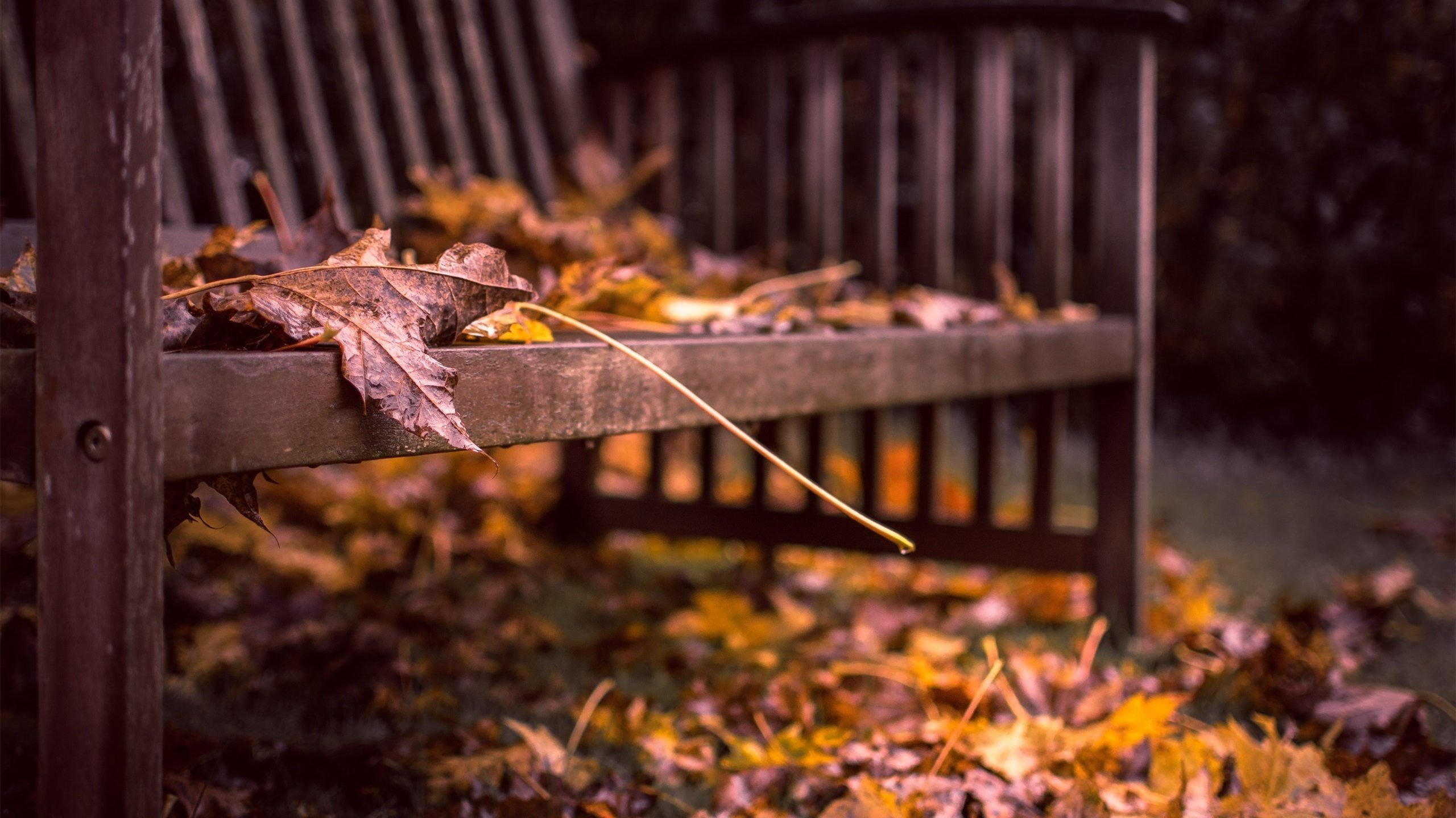 秋意正浓 落叶 金秋 公园 板凳