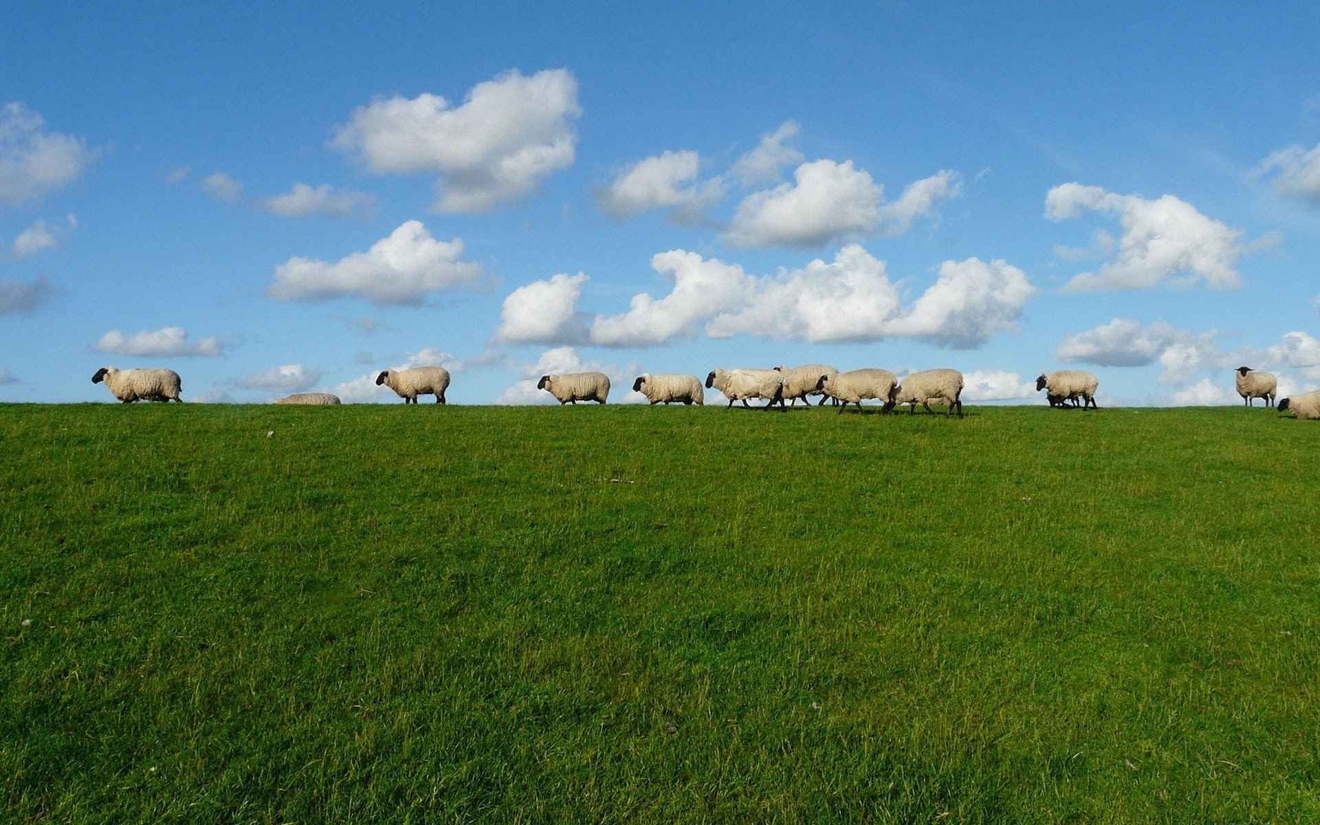 古灵精怪 绵羊 云朵 草地