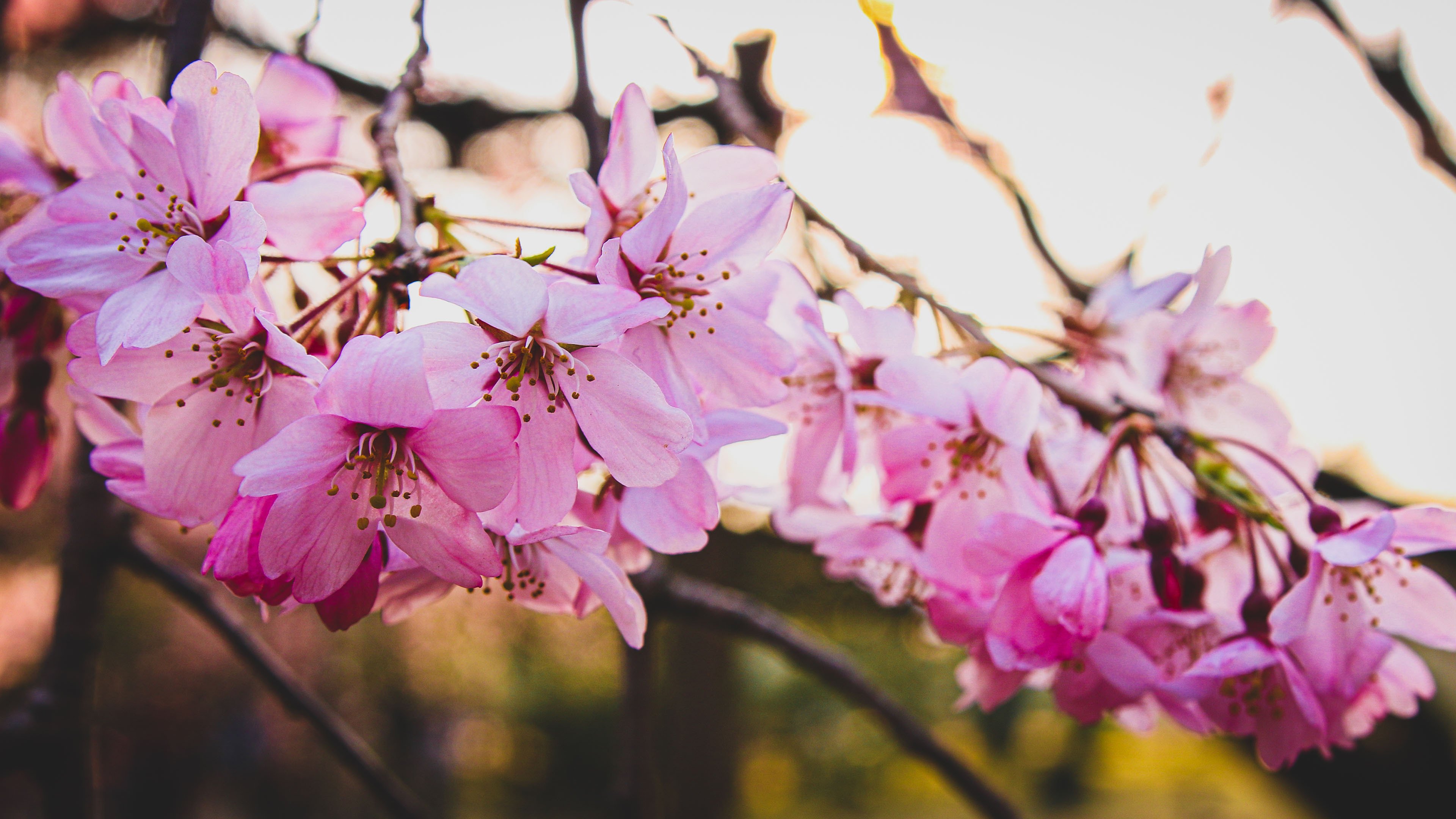 娇艳欲滴 樱花 春天 阳光 美丽