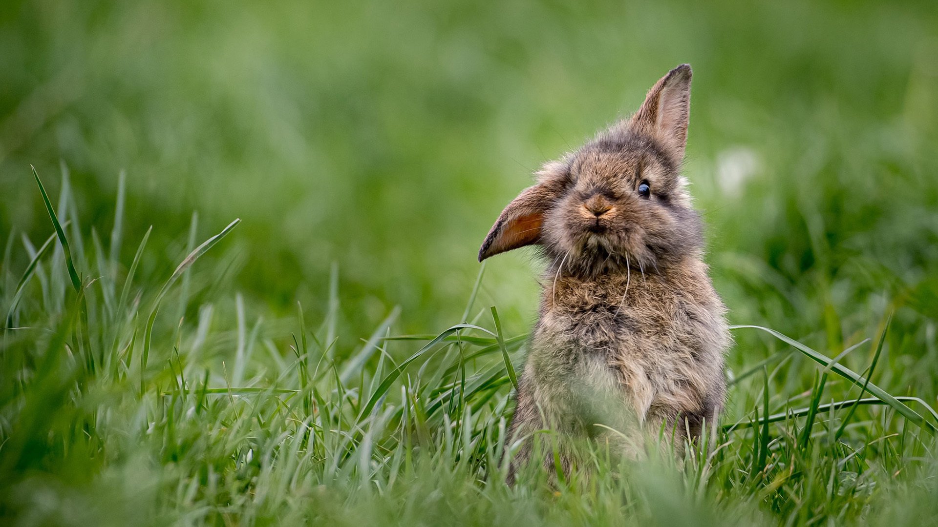 野生动物 灰兔 草地 可爱